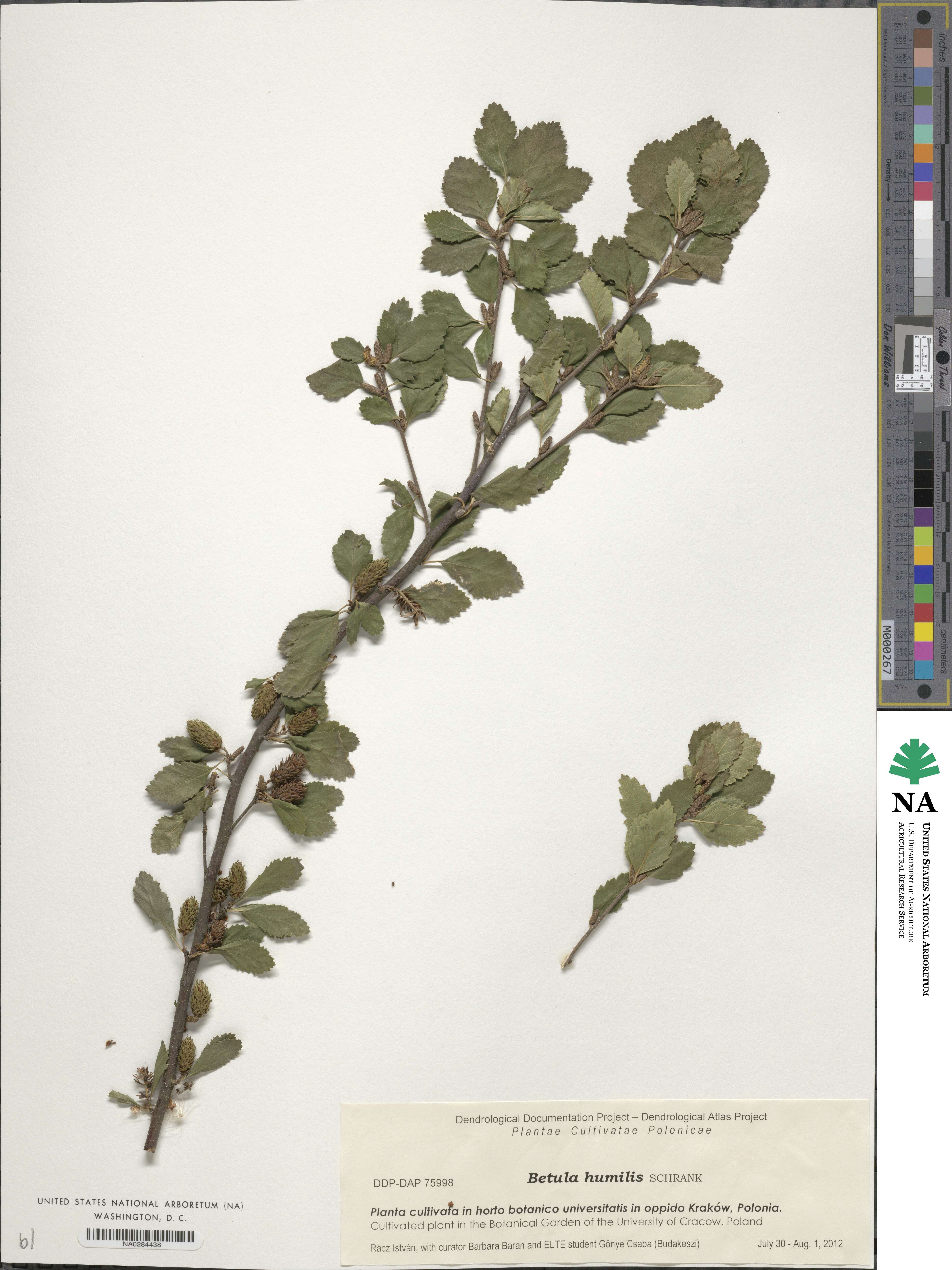 Betula humilis image