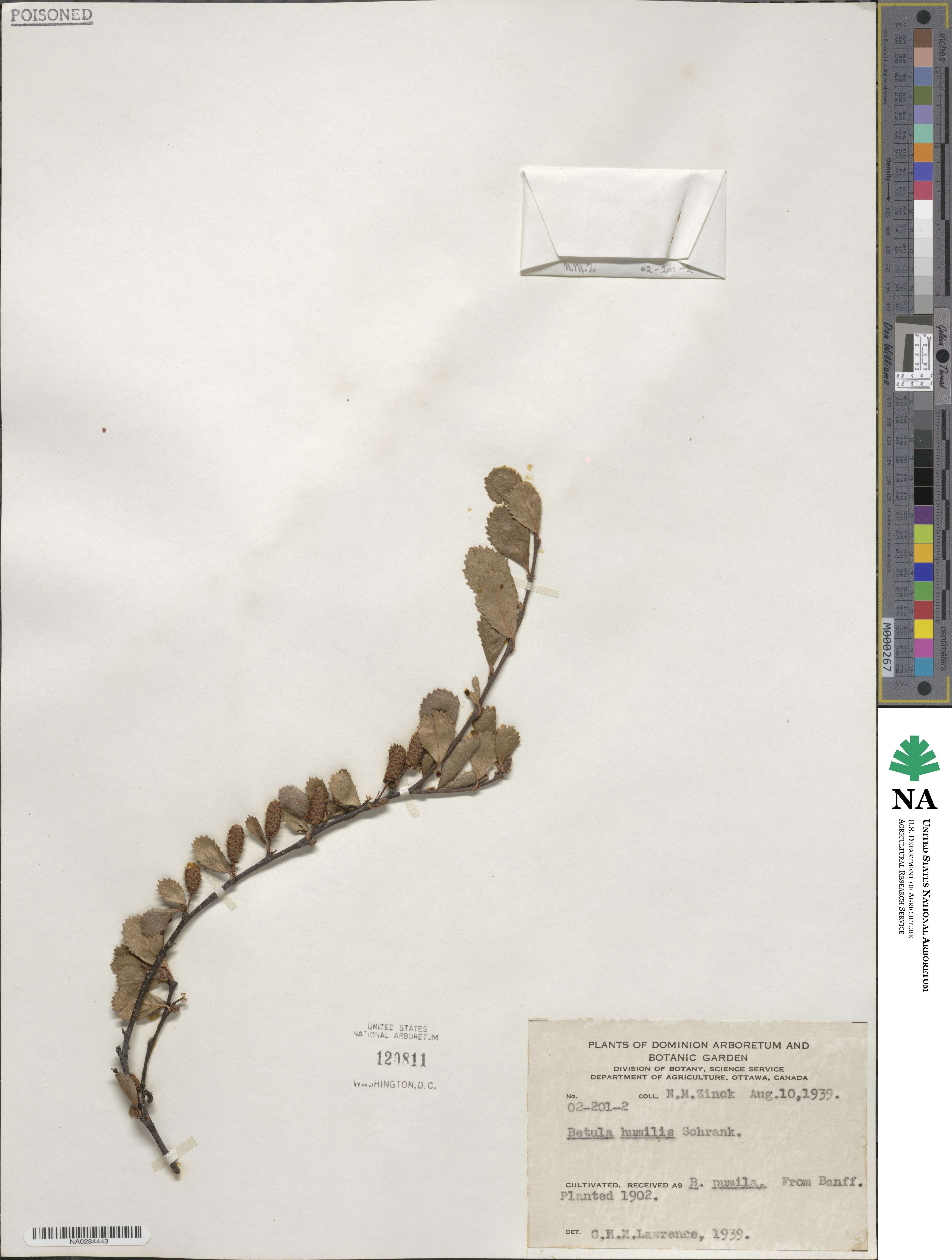 Betula humilis image
