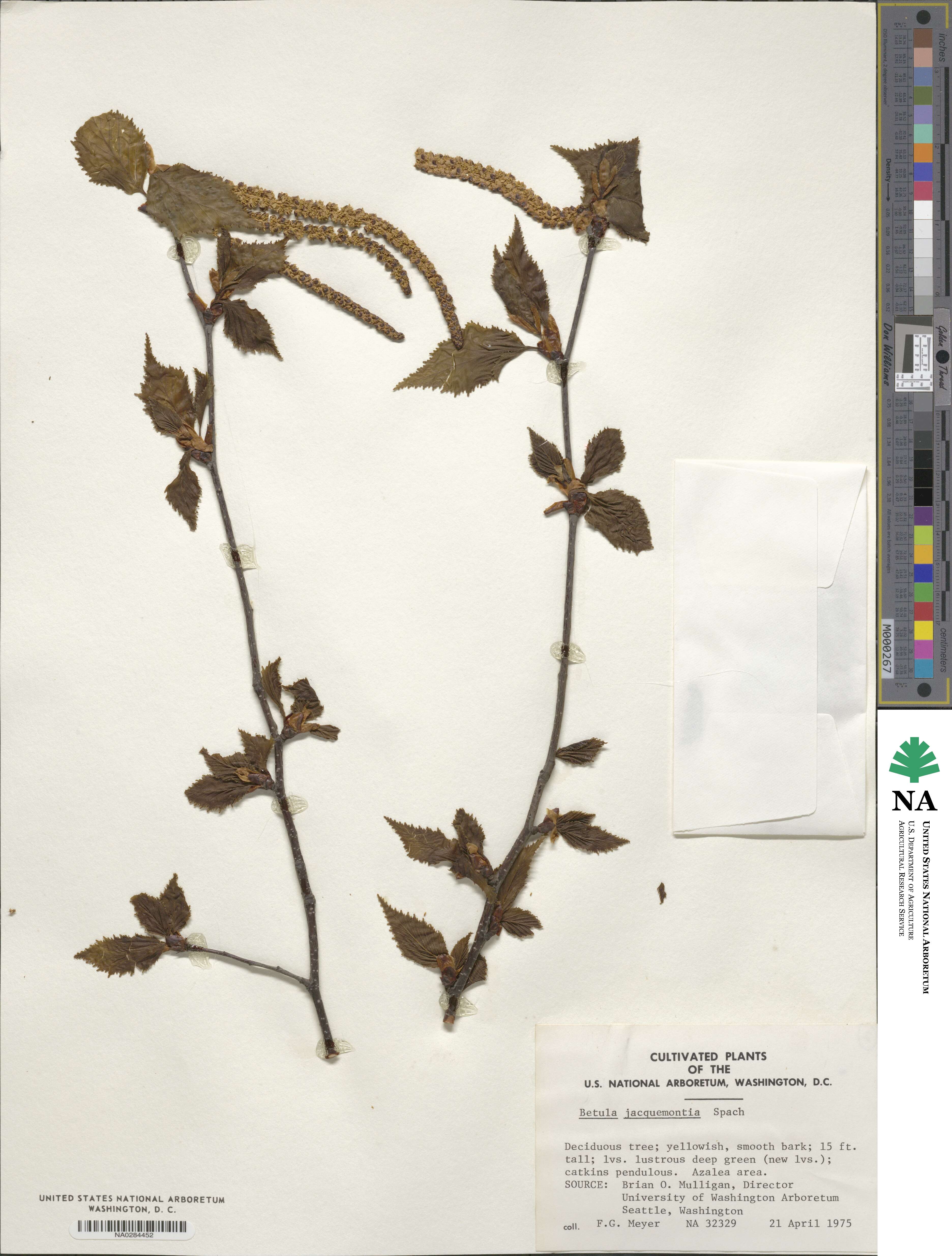 Betula utilis image