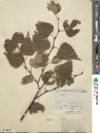 Betula japonica image