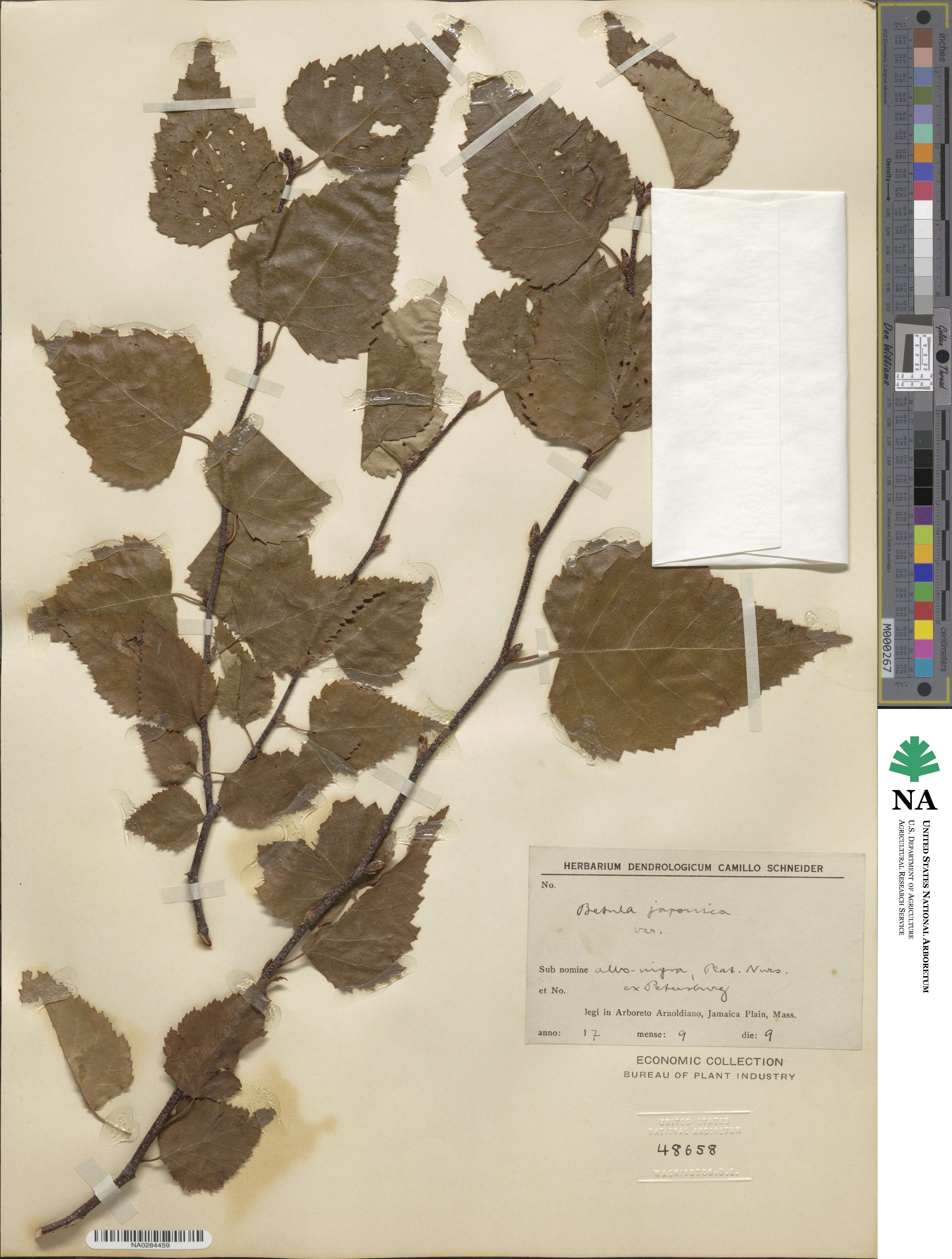 Betula japonica image