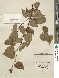 Betula japonica image