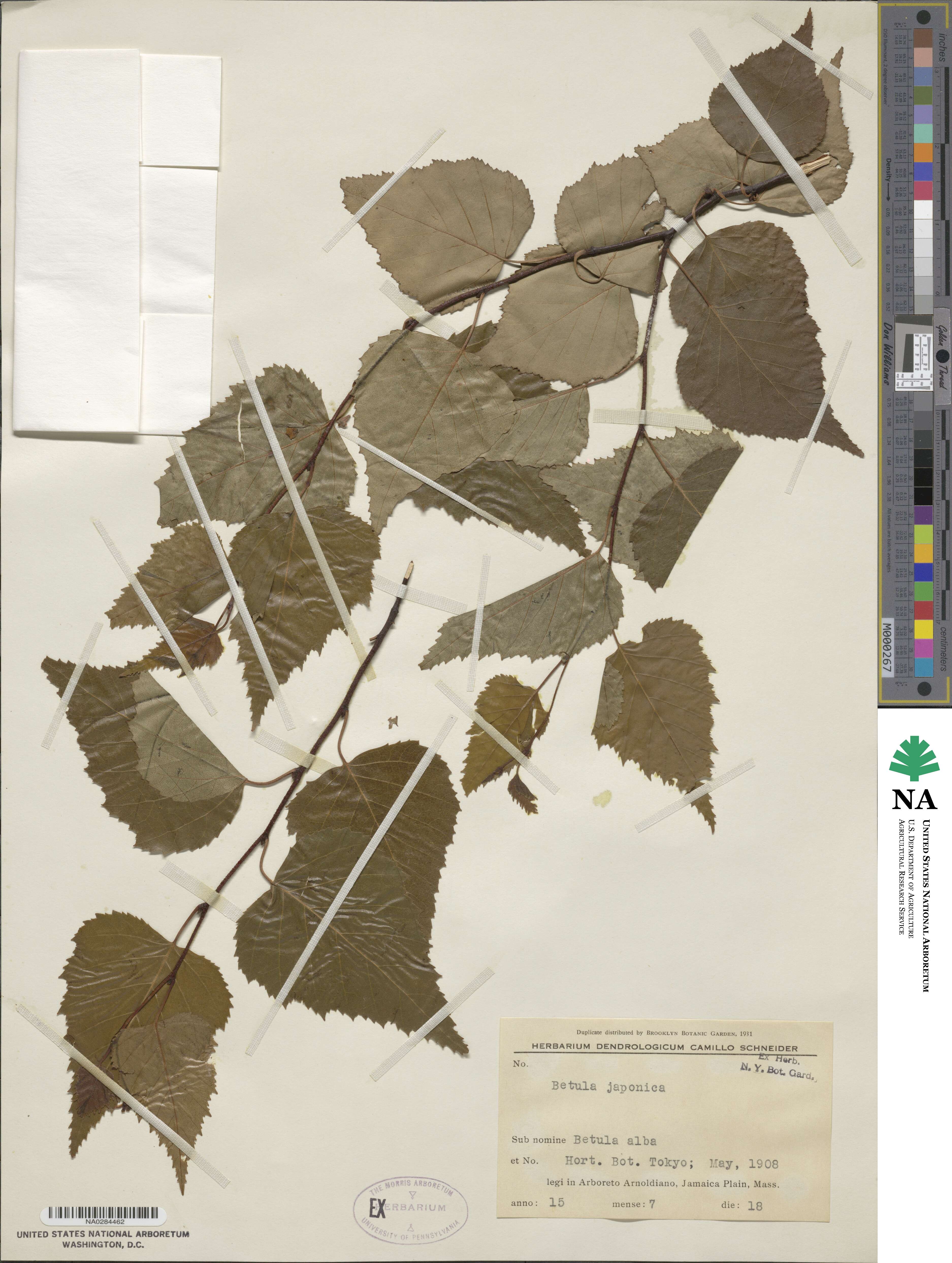 Betula japonica image