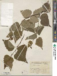 Betula japonica image