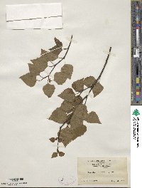 Betula japonica image