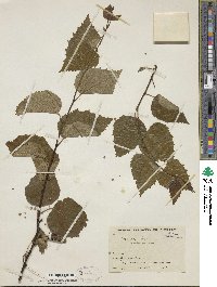Betula pendula subsp. szechuanica image