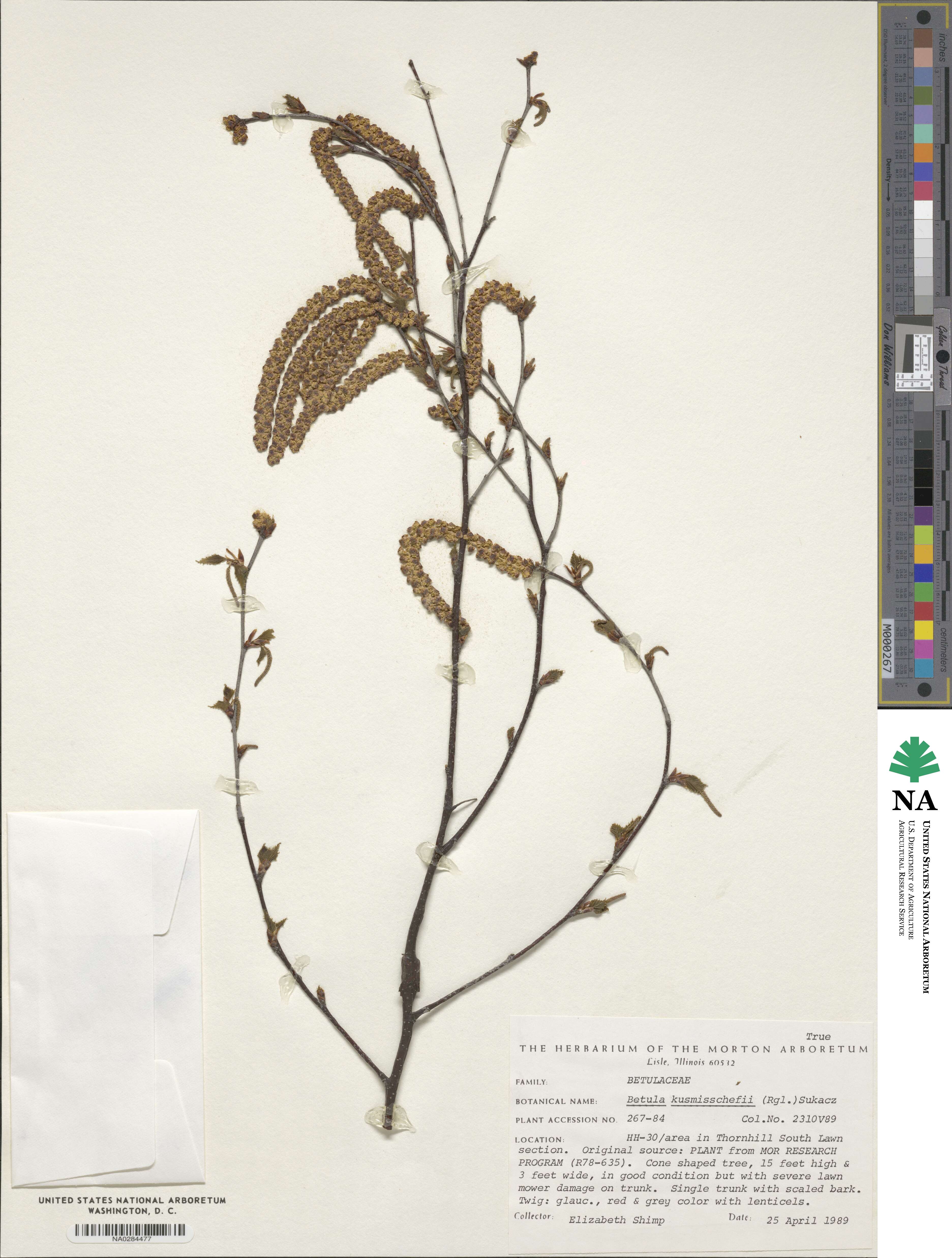 Betula × kusmisscheffii image