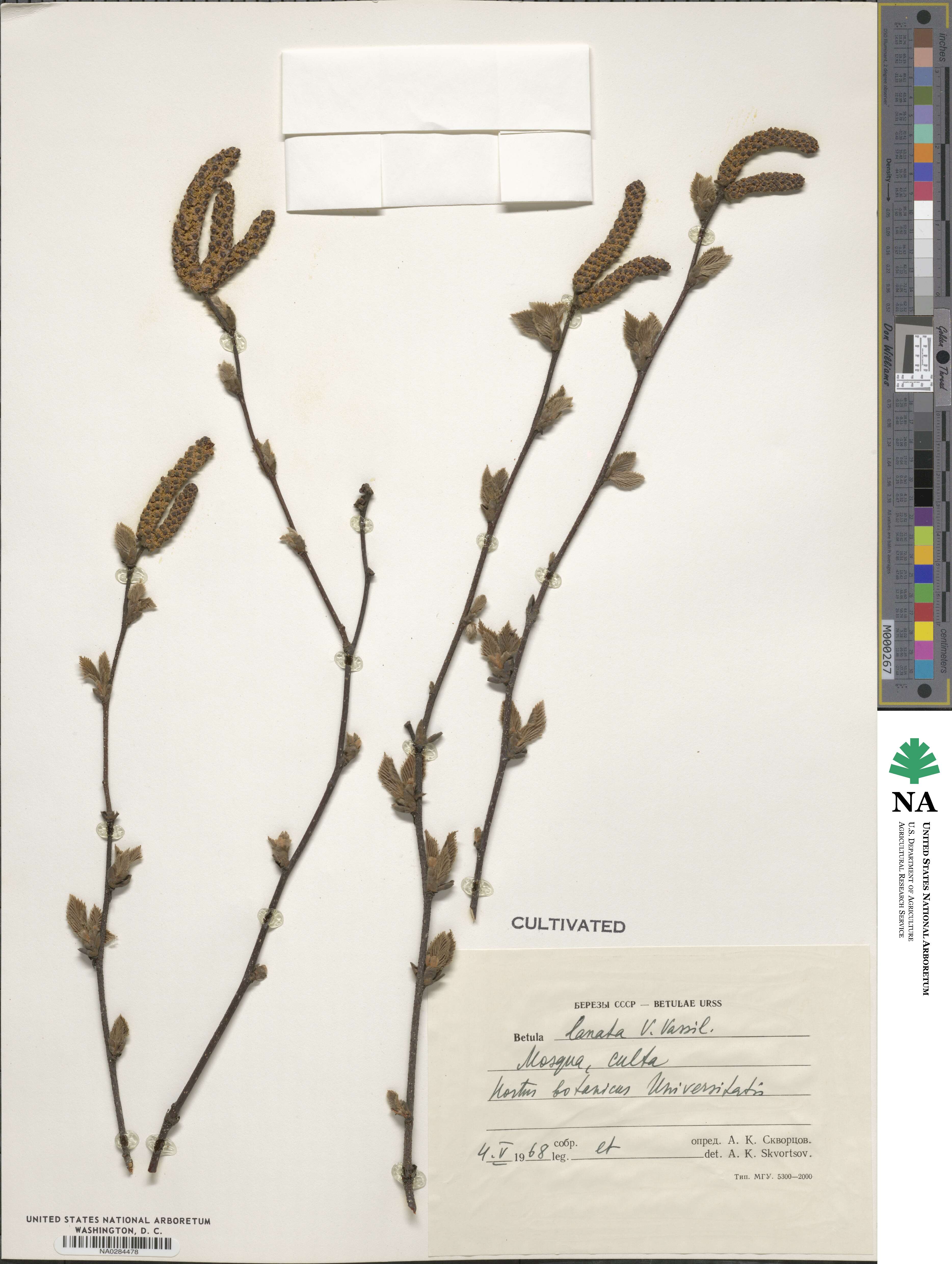 Betula ermanii var. lanata image