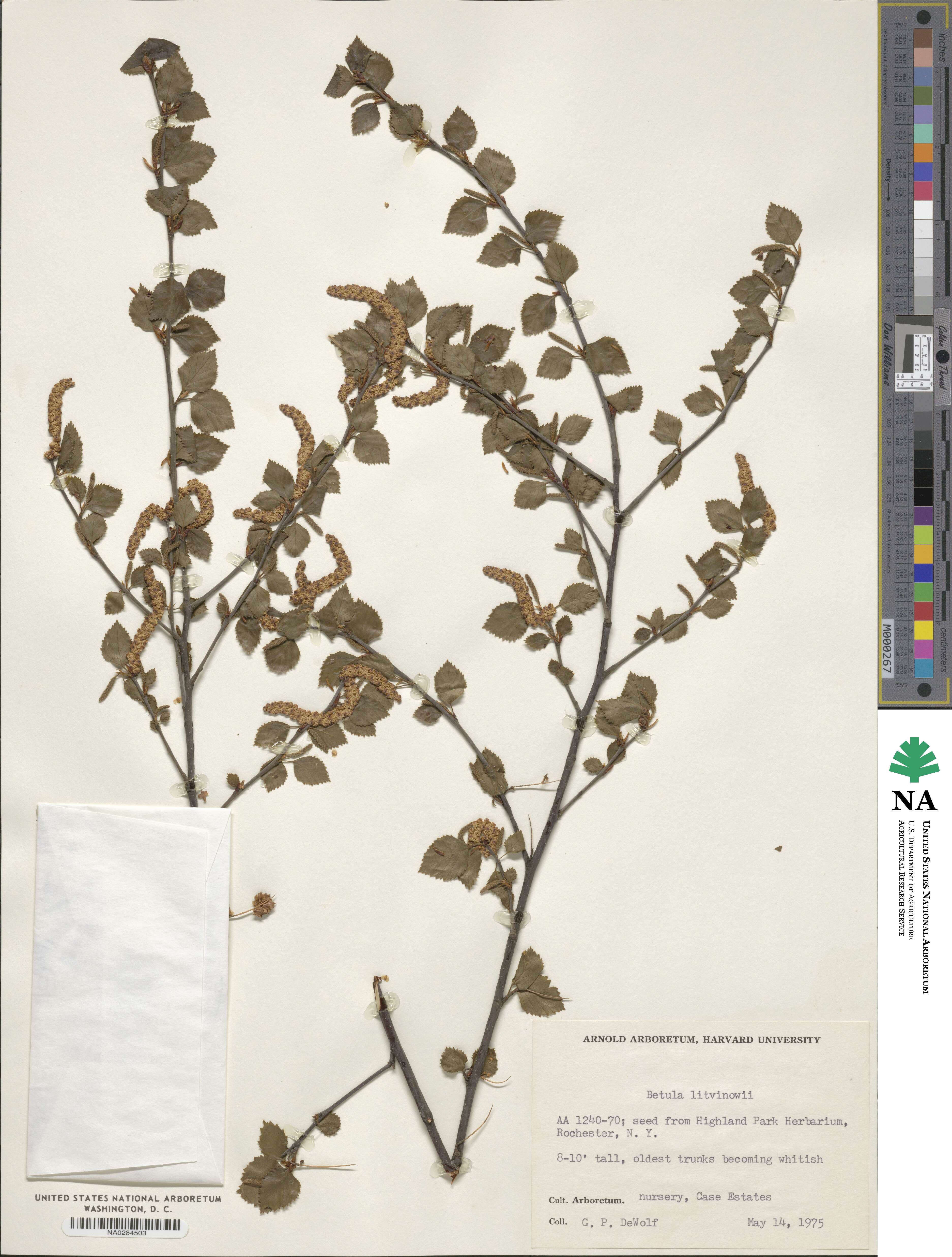 Betula pubescens var. litwinowii image
