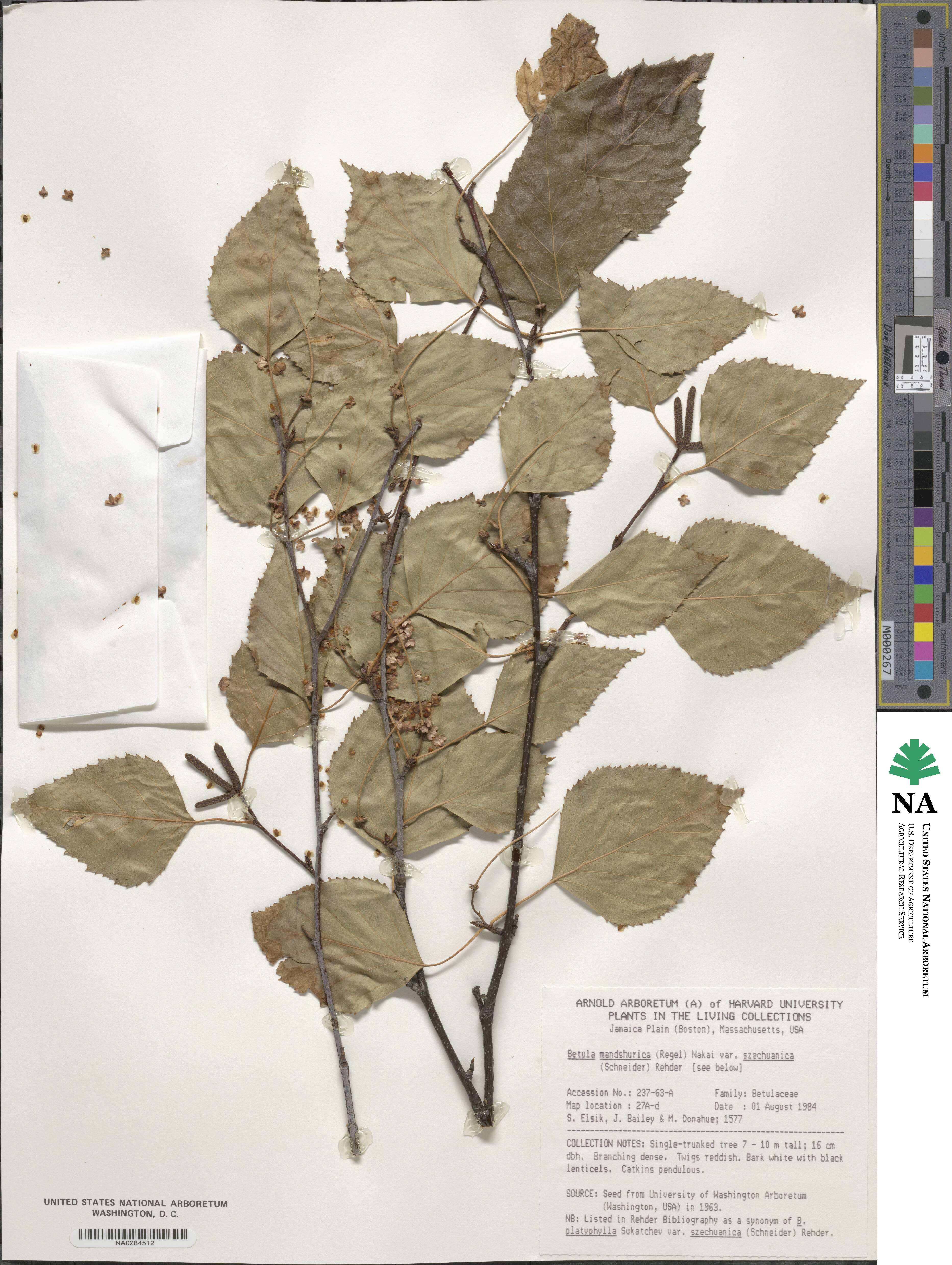 Betula pendula subsp. szechuanica image