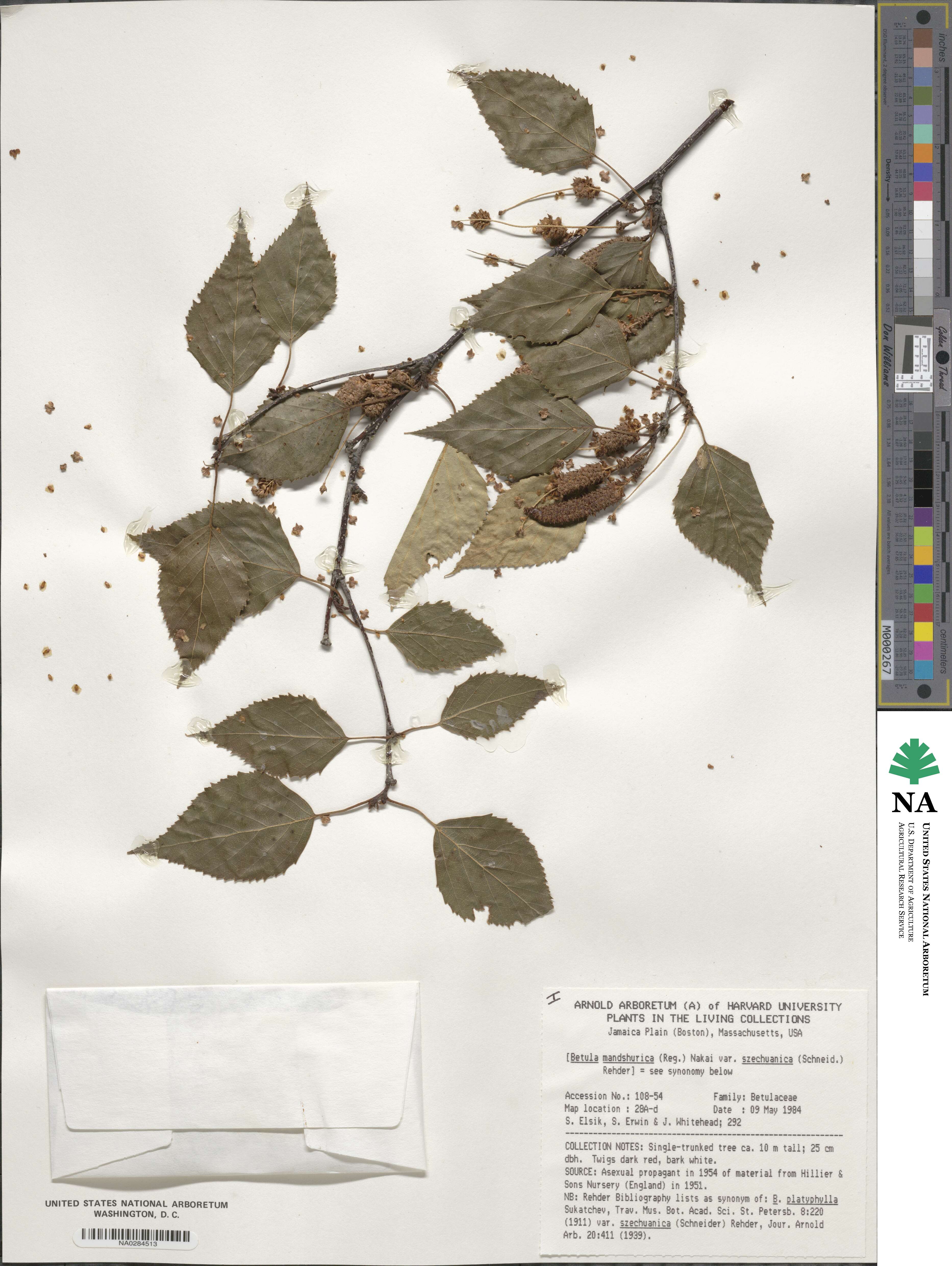 Betula pendula subsp. szechuanica image