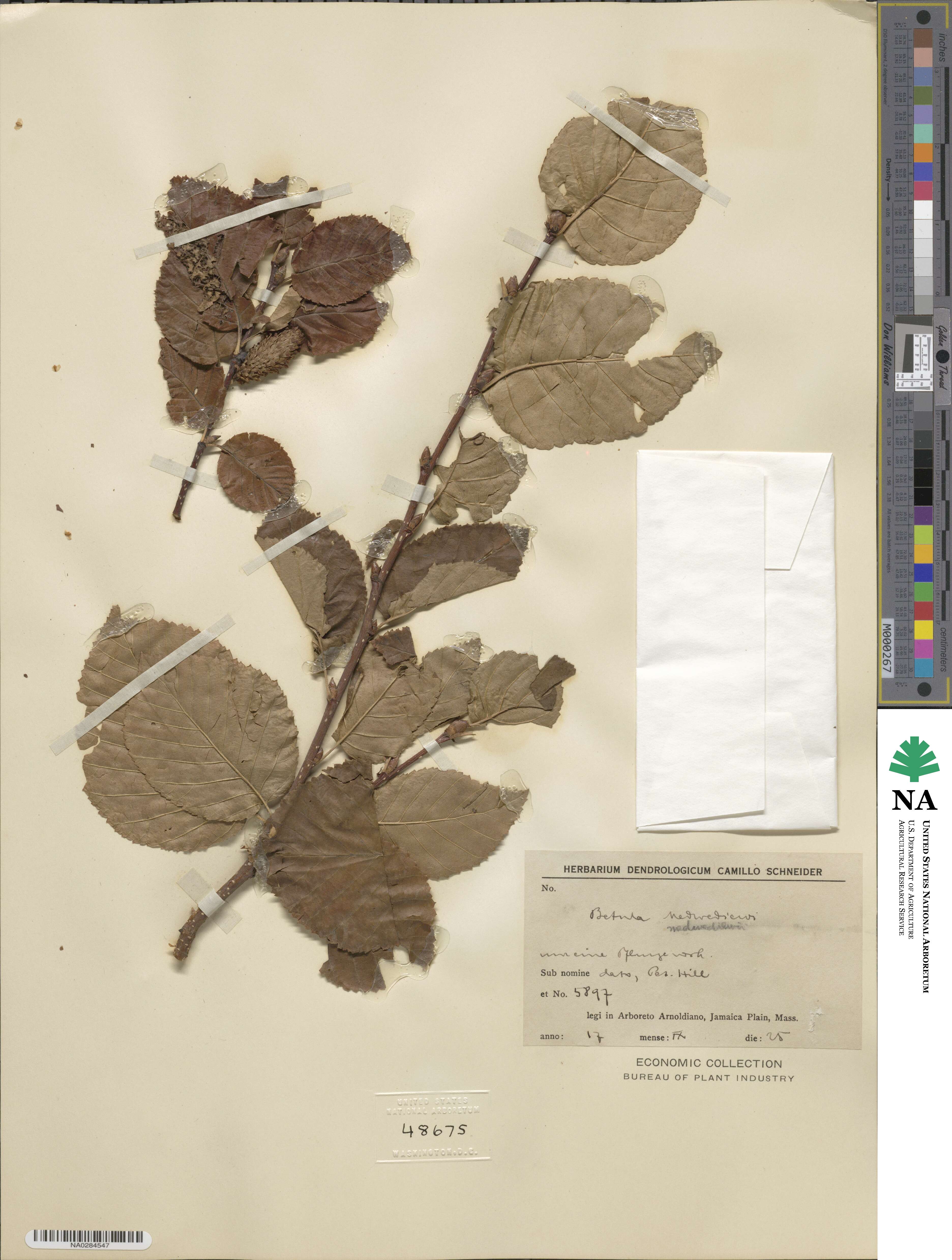 Betula medwediewii image