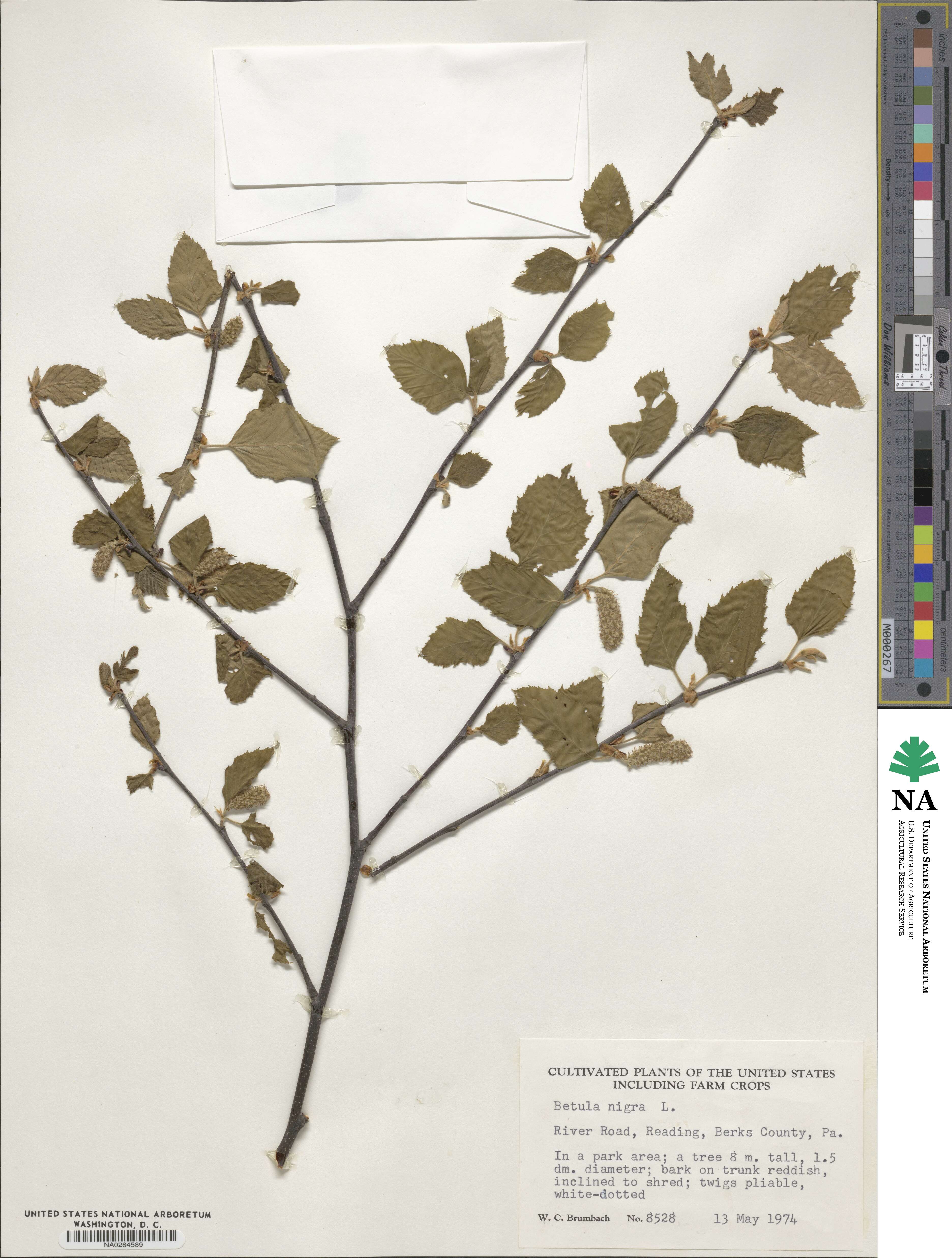 Betula nigra image