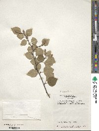 Betula occidentalis image