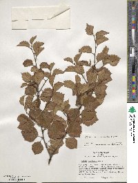 Betula occidentalis image