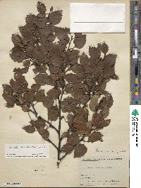 Betula occidentalis image