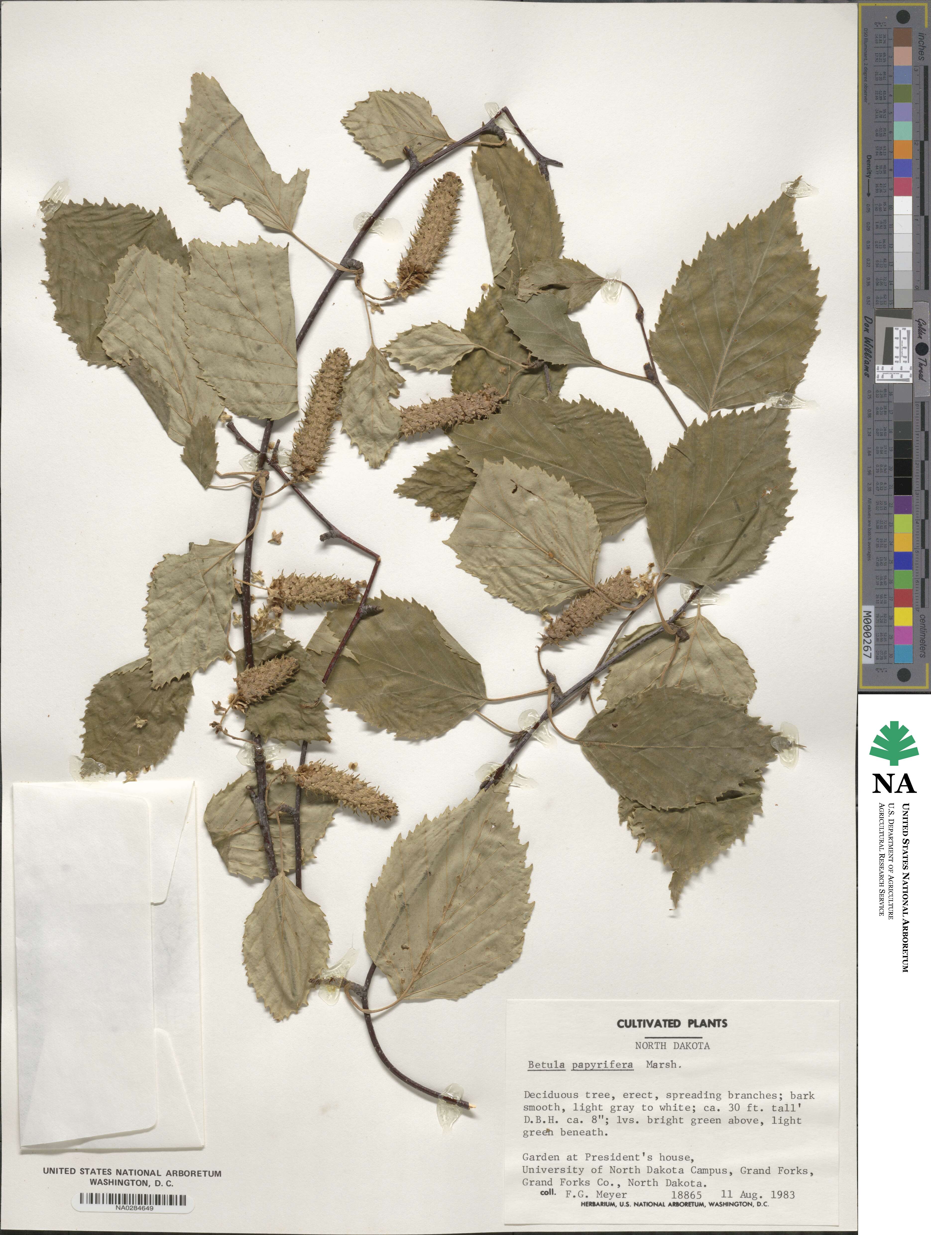Betula papyrifera image