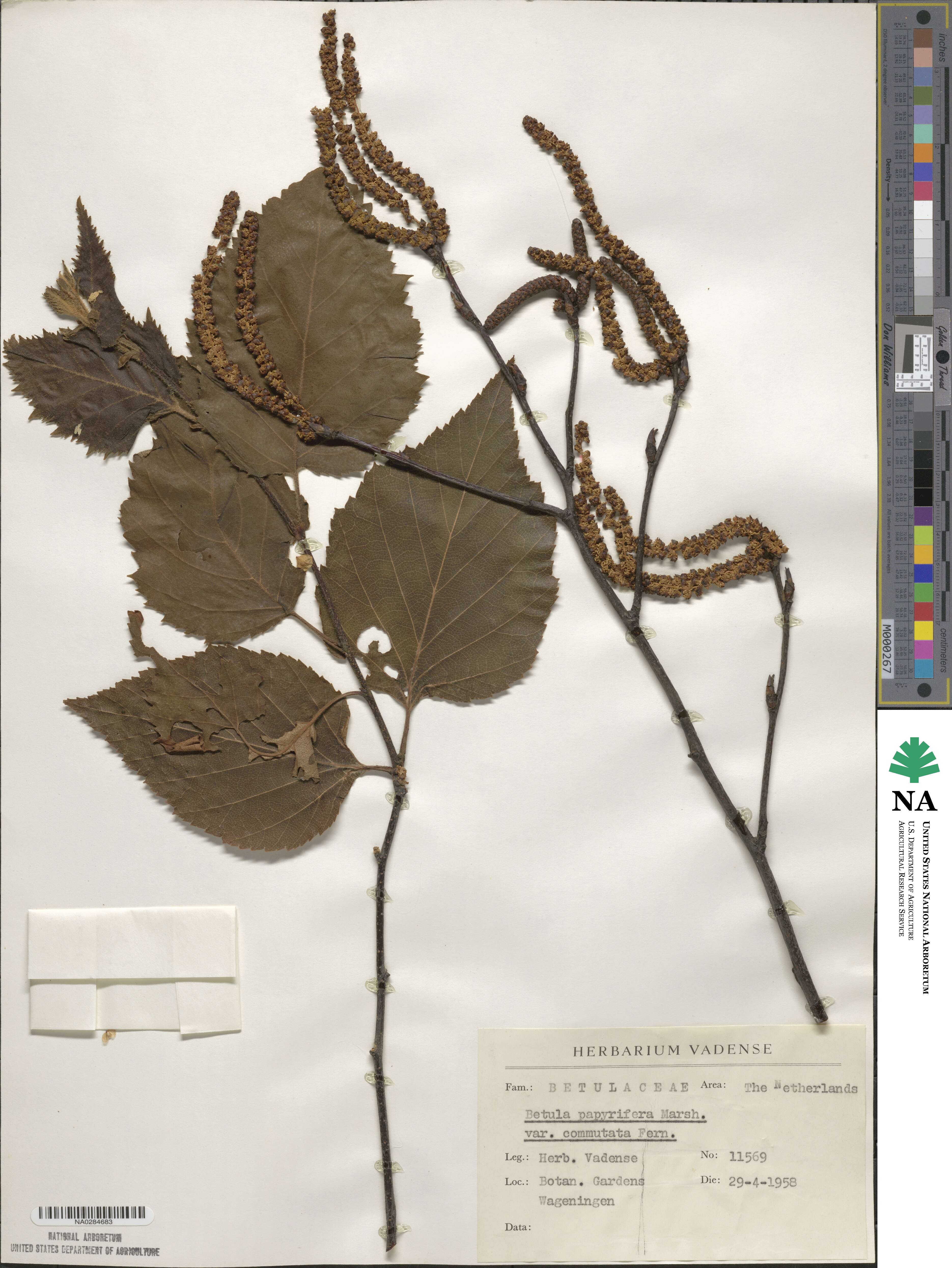Betula papyrifera image