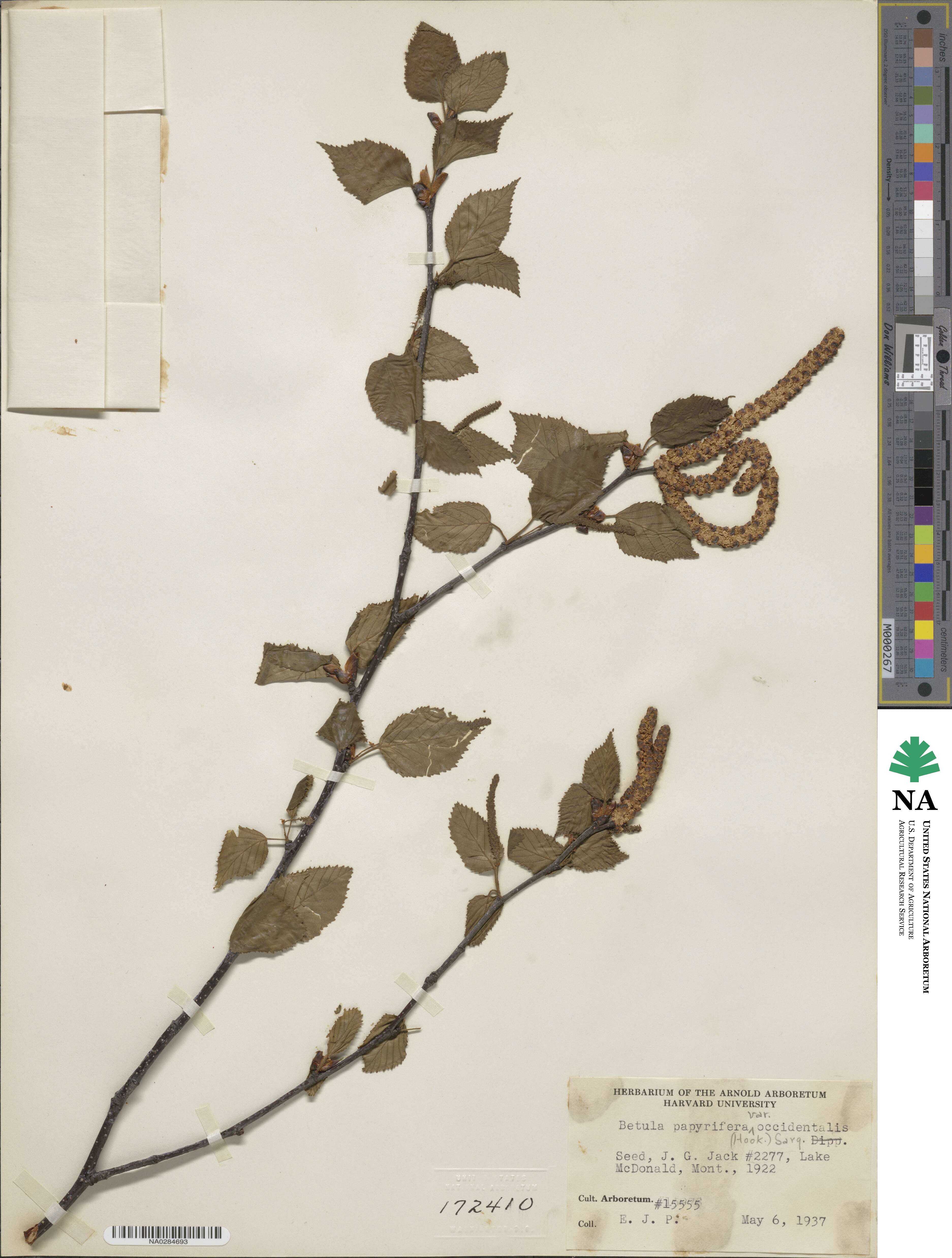 Betula occidentalis image