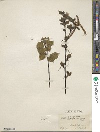 Betula occidentalis image