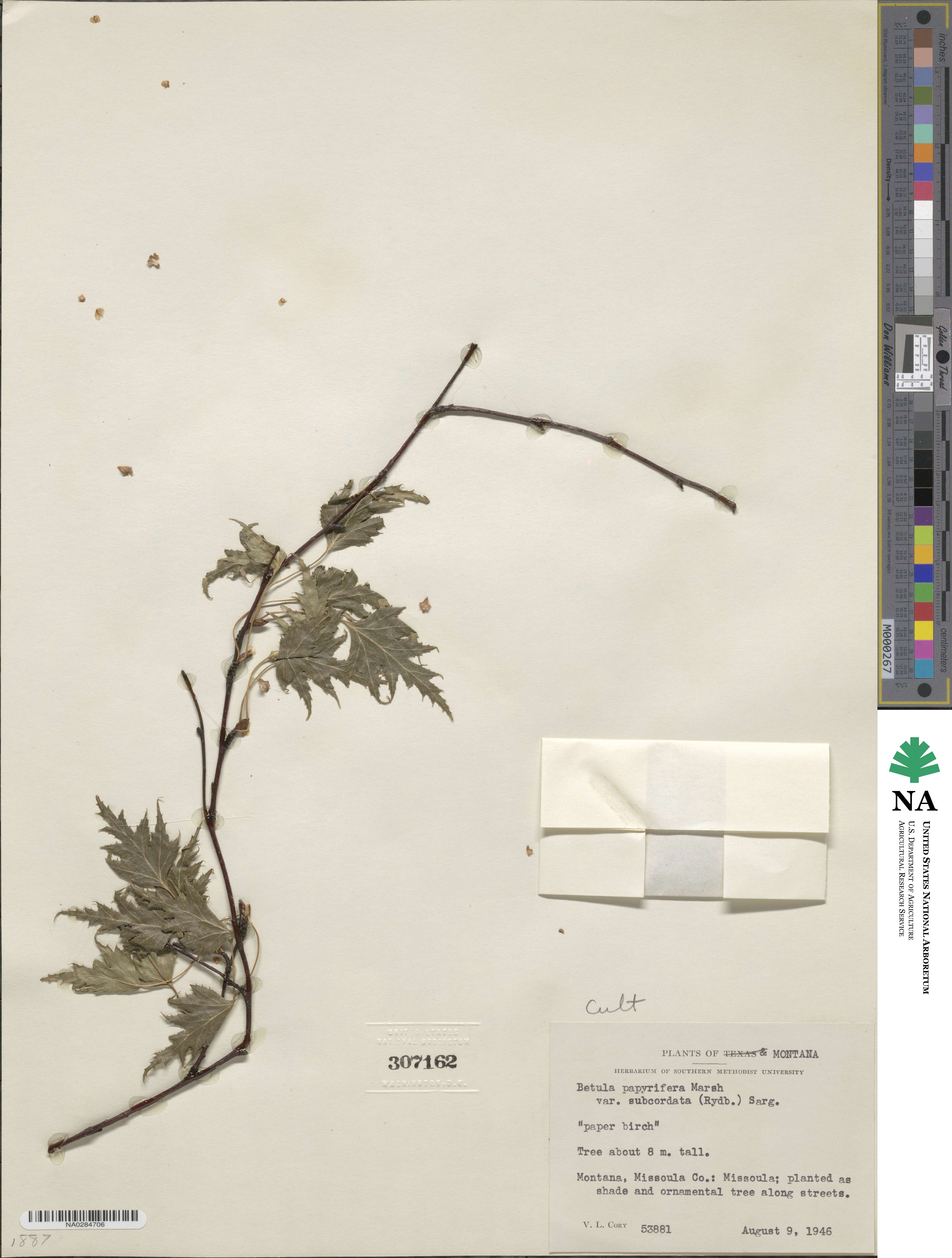 Betula papyrifera image