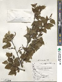 Betula pendula image