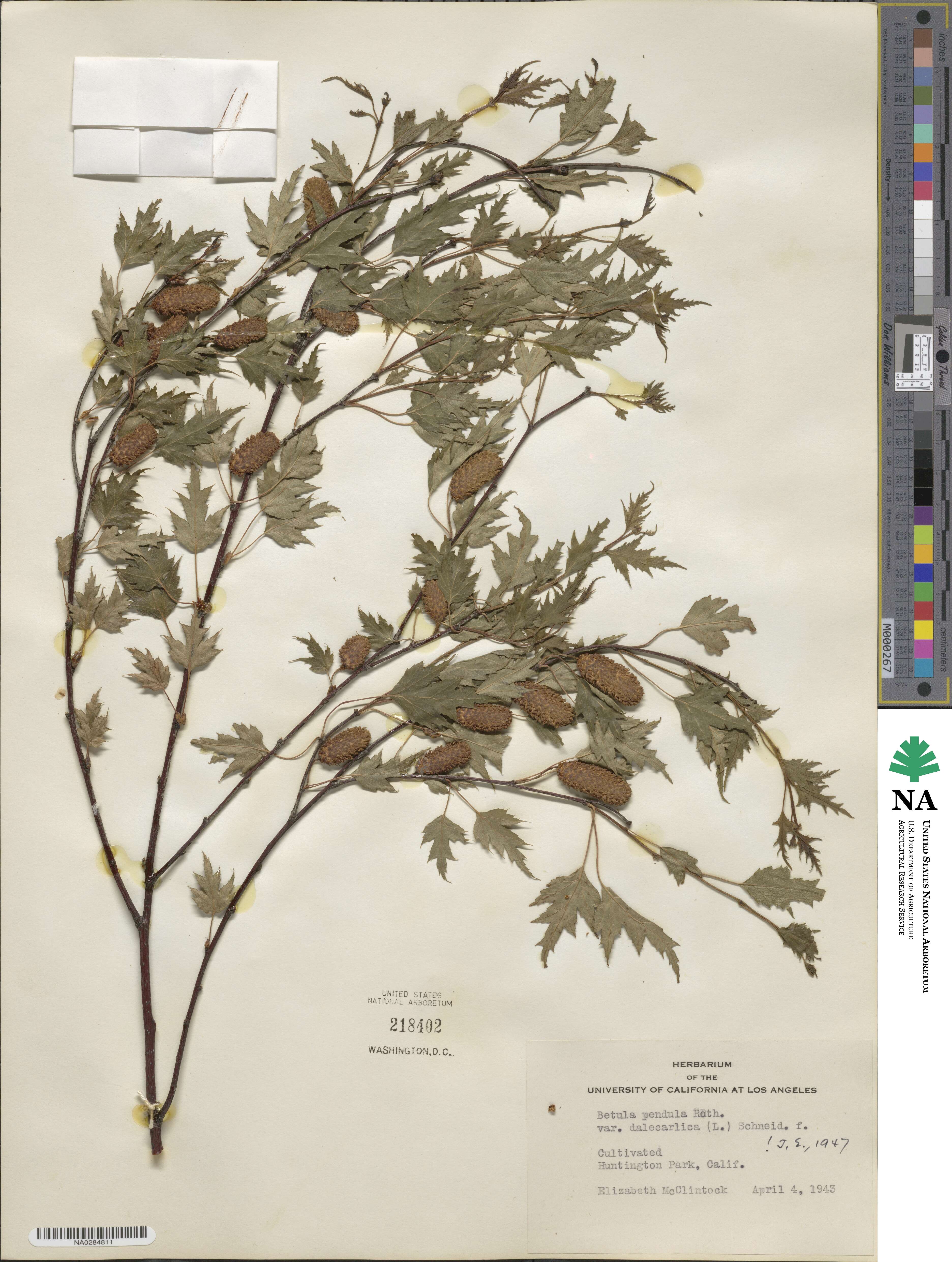 Betula pendula subsp. pendula image