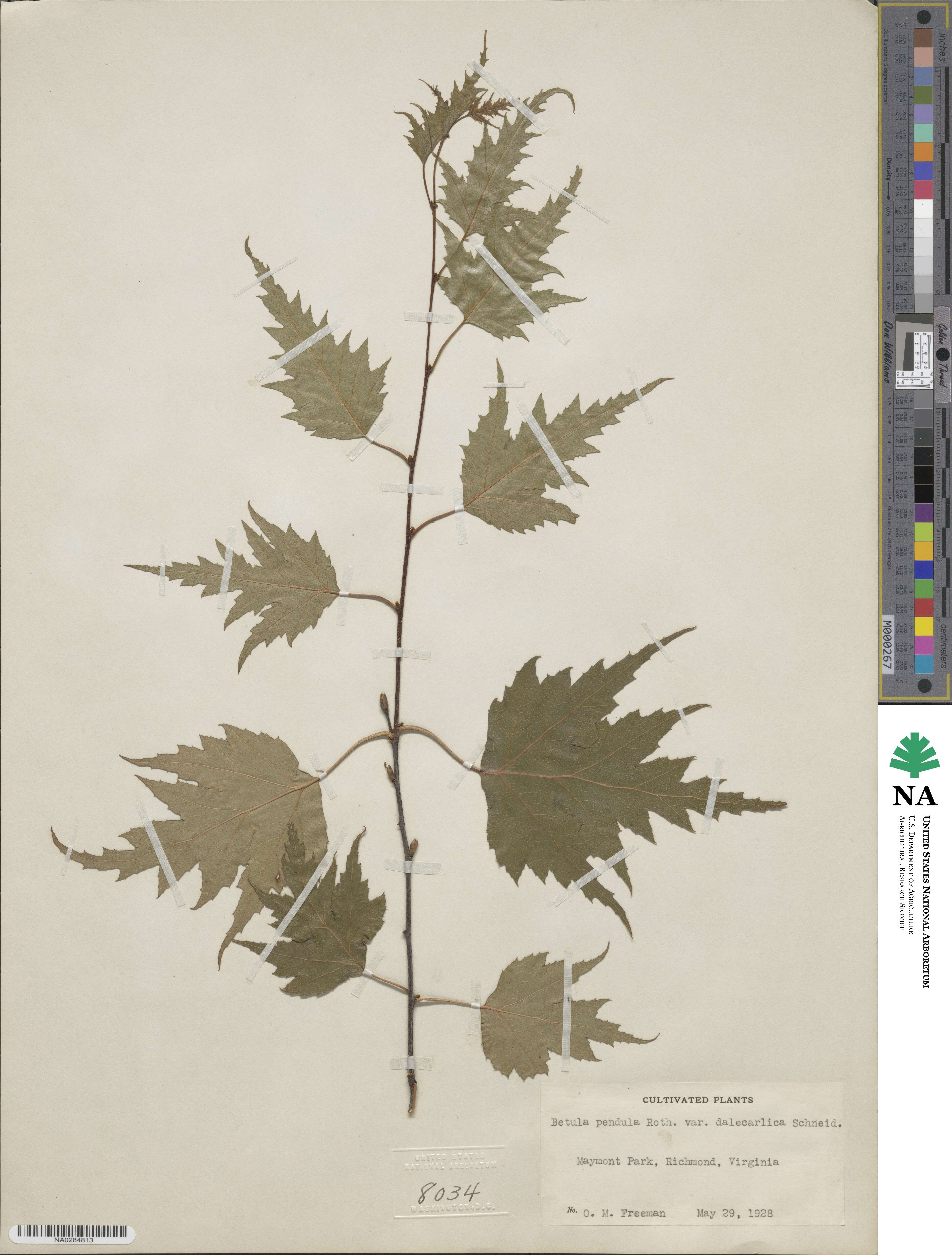 Betula pendula subsp. pendula image