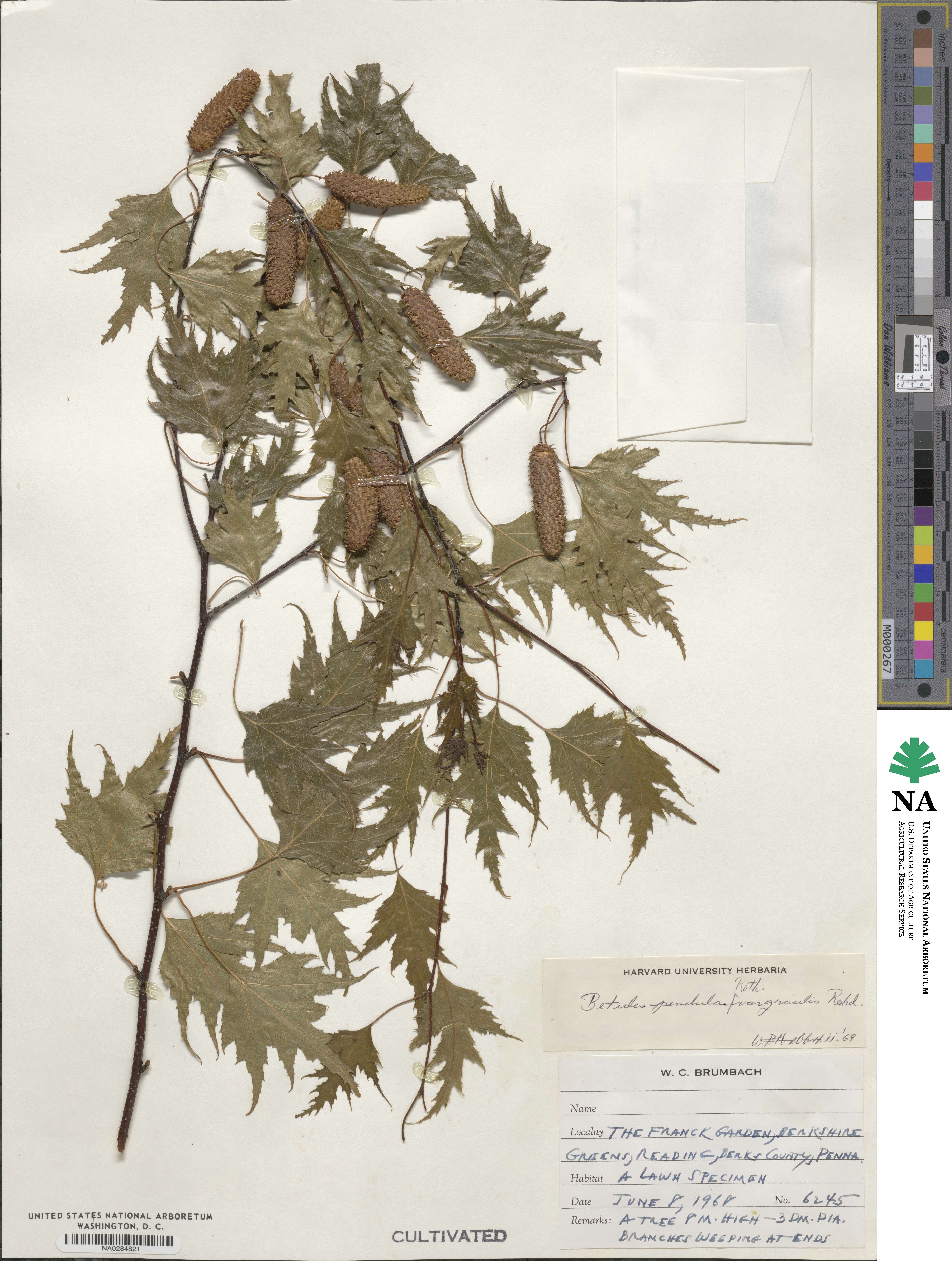 Betula pendula subsp. pendula image