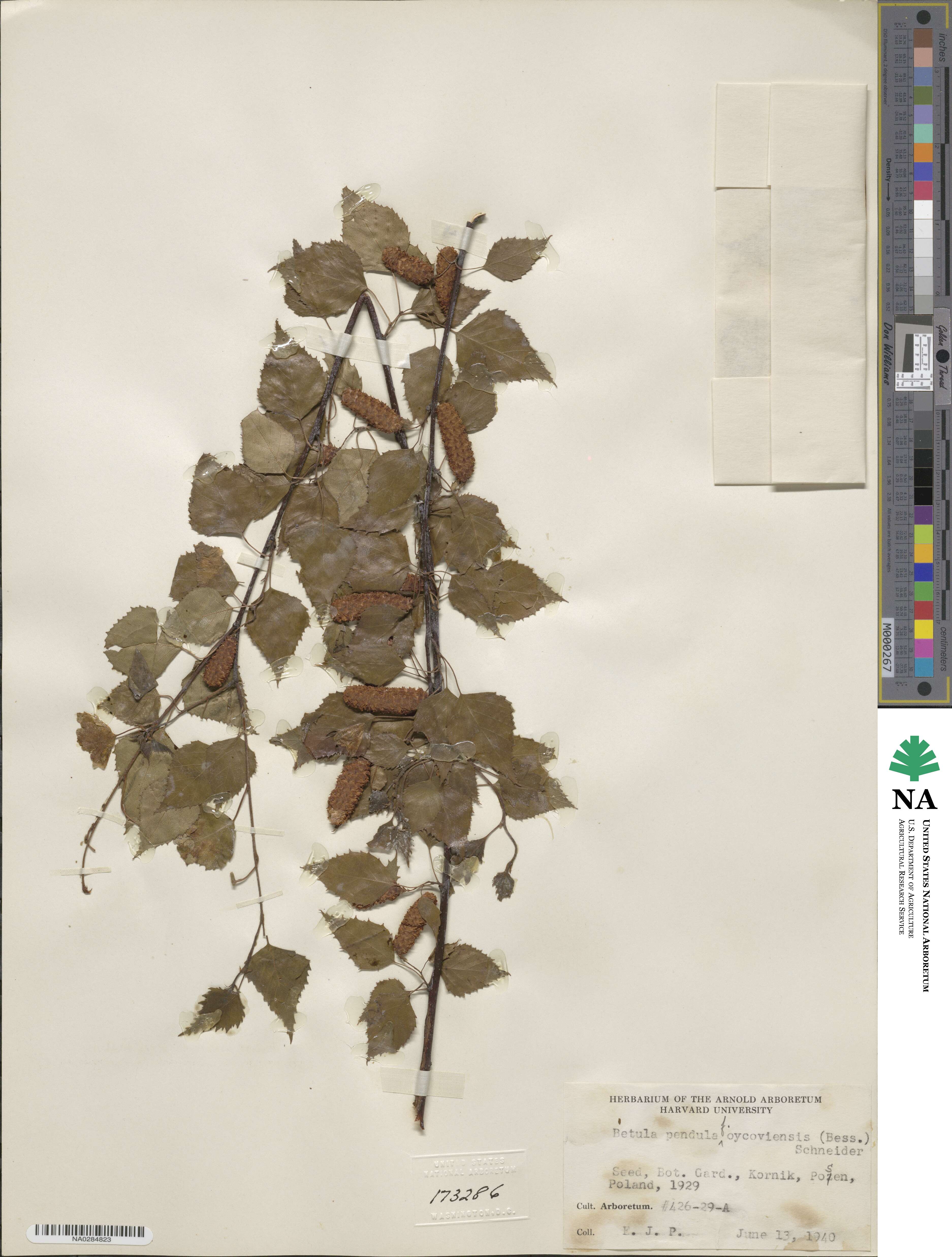 Betula pendula subsp. pendula image