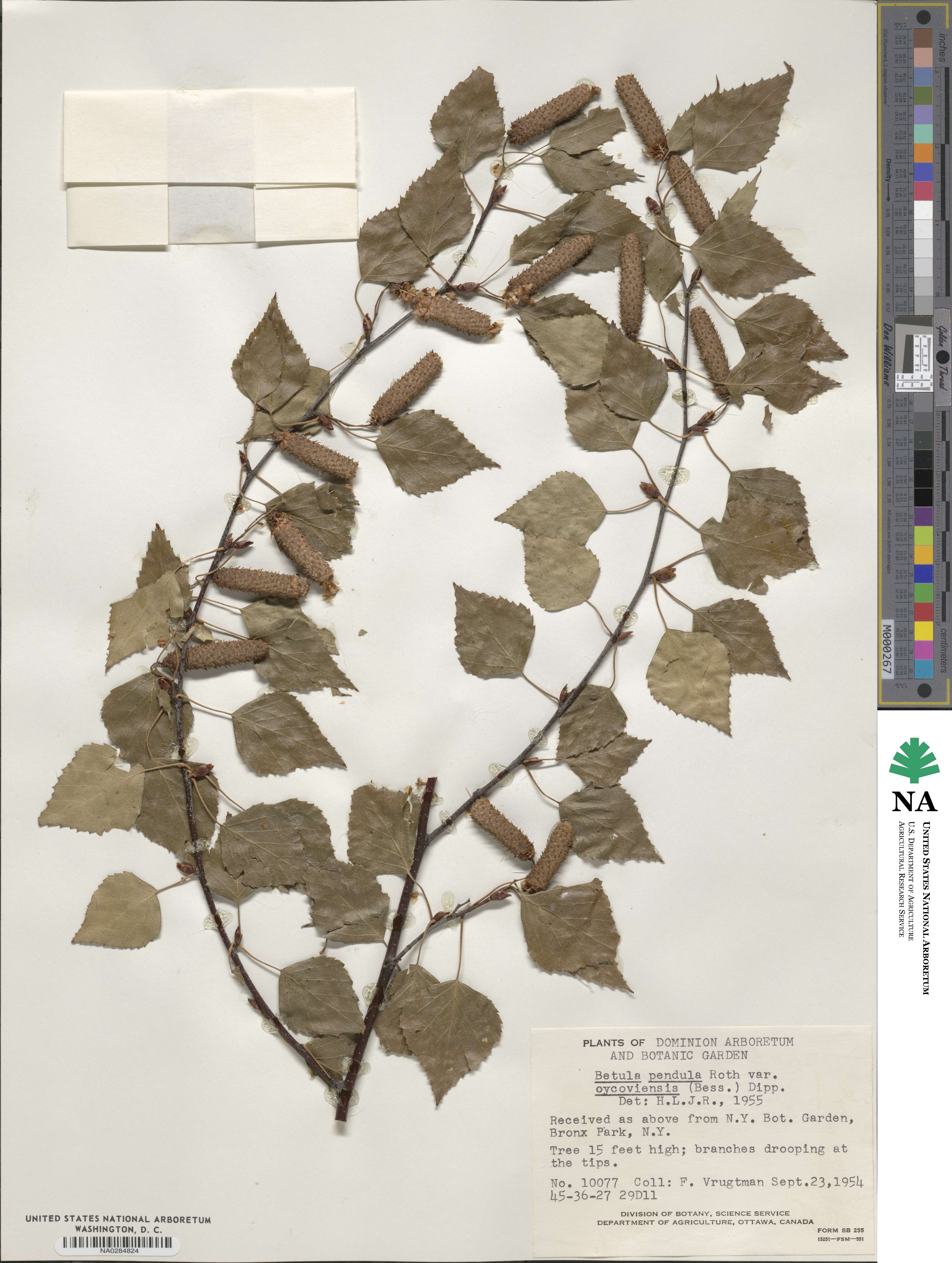 Betula pendula subsp. pendula image