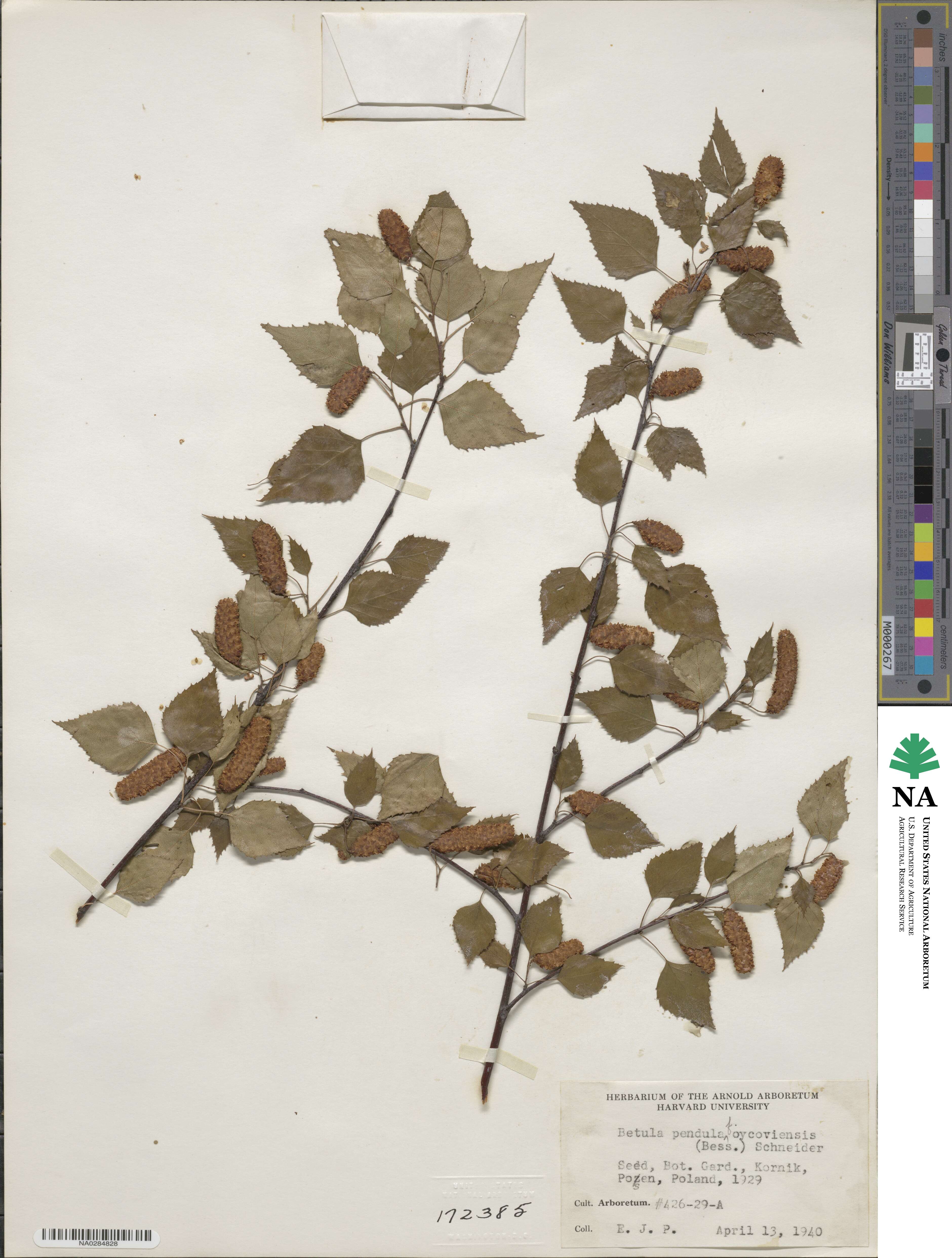 Betula pendula subsp. pendula image