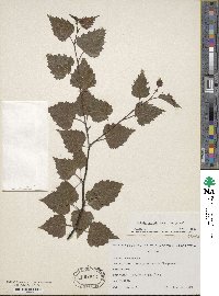 Image Associated With the Occurence