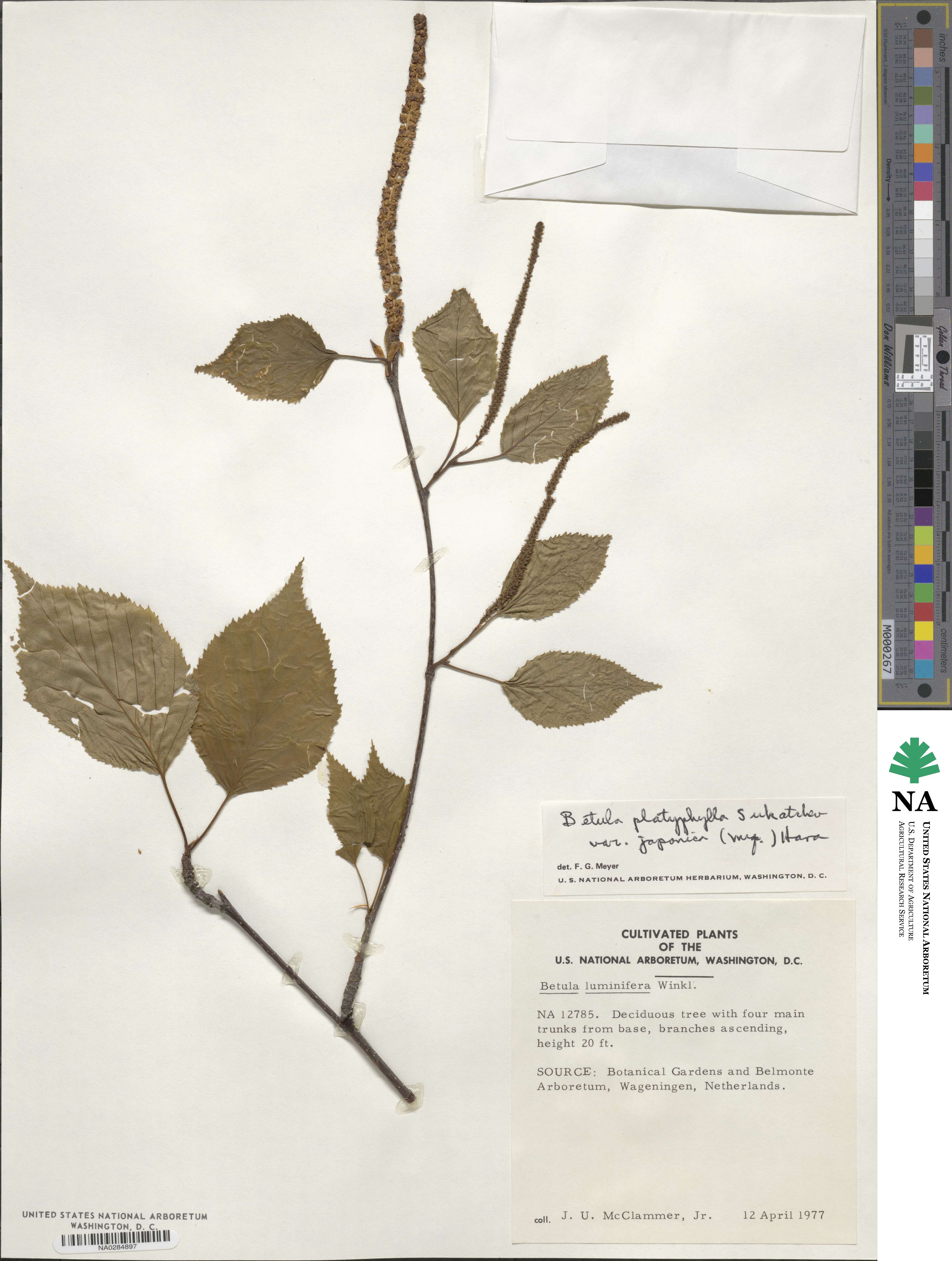 Betula pendula subsp. mandshurica image