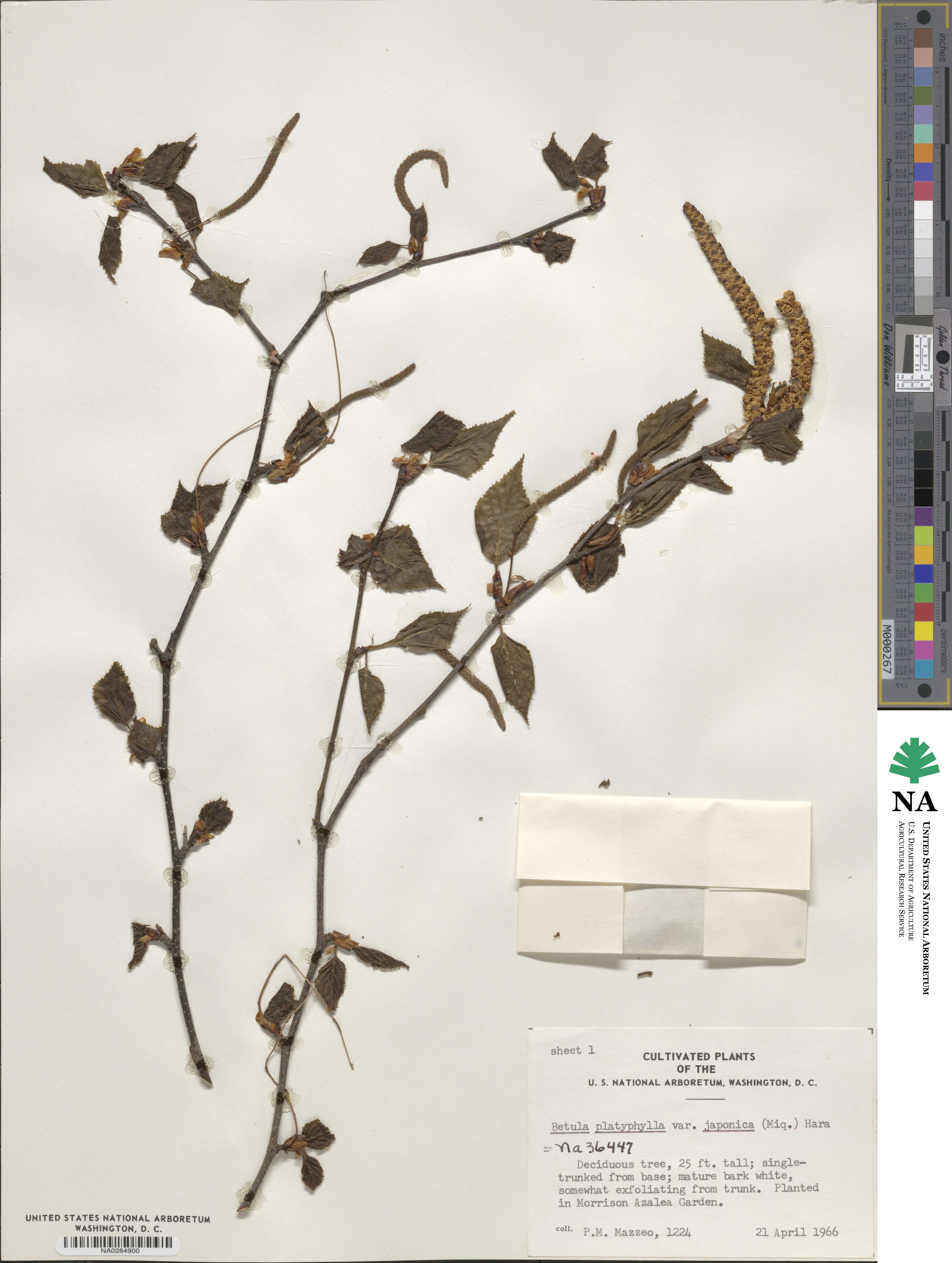 Betula pendula image