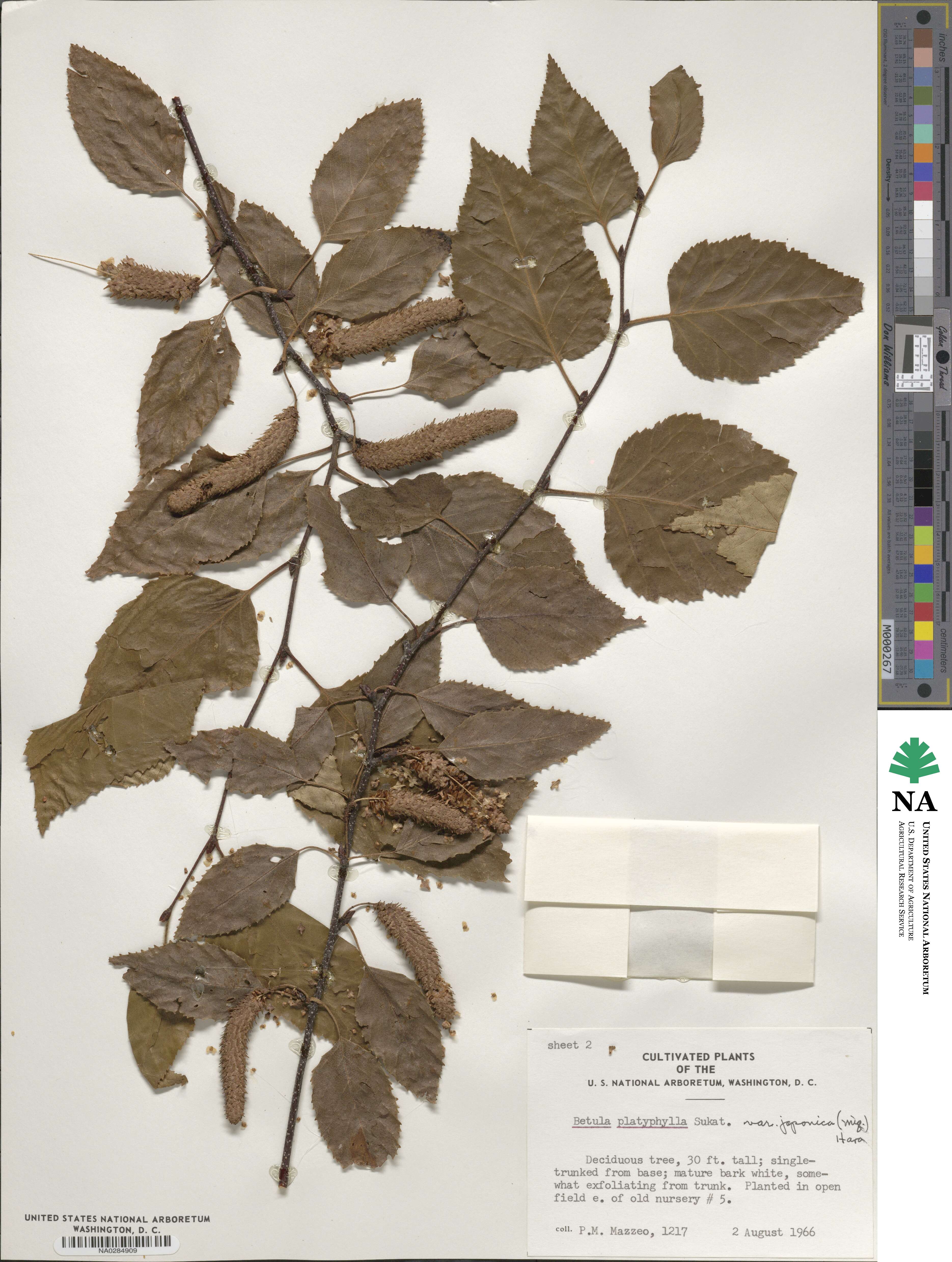 Betula pendula subsp. mandshurica image
