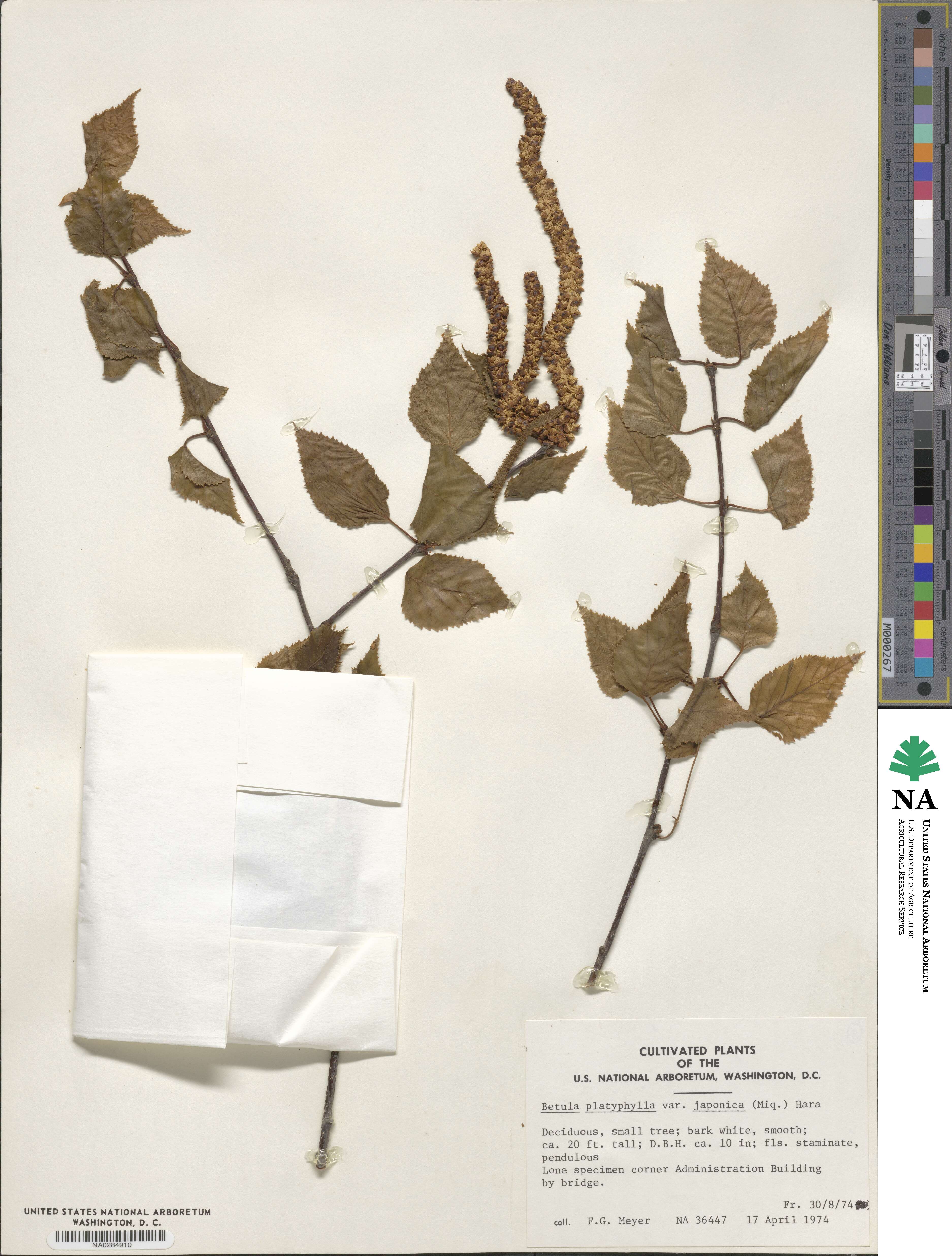 Betula pendula subsp. mandshurica image