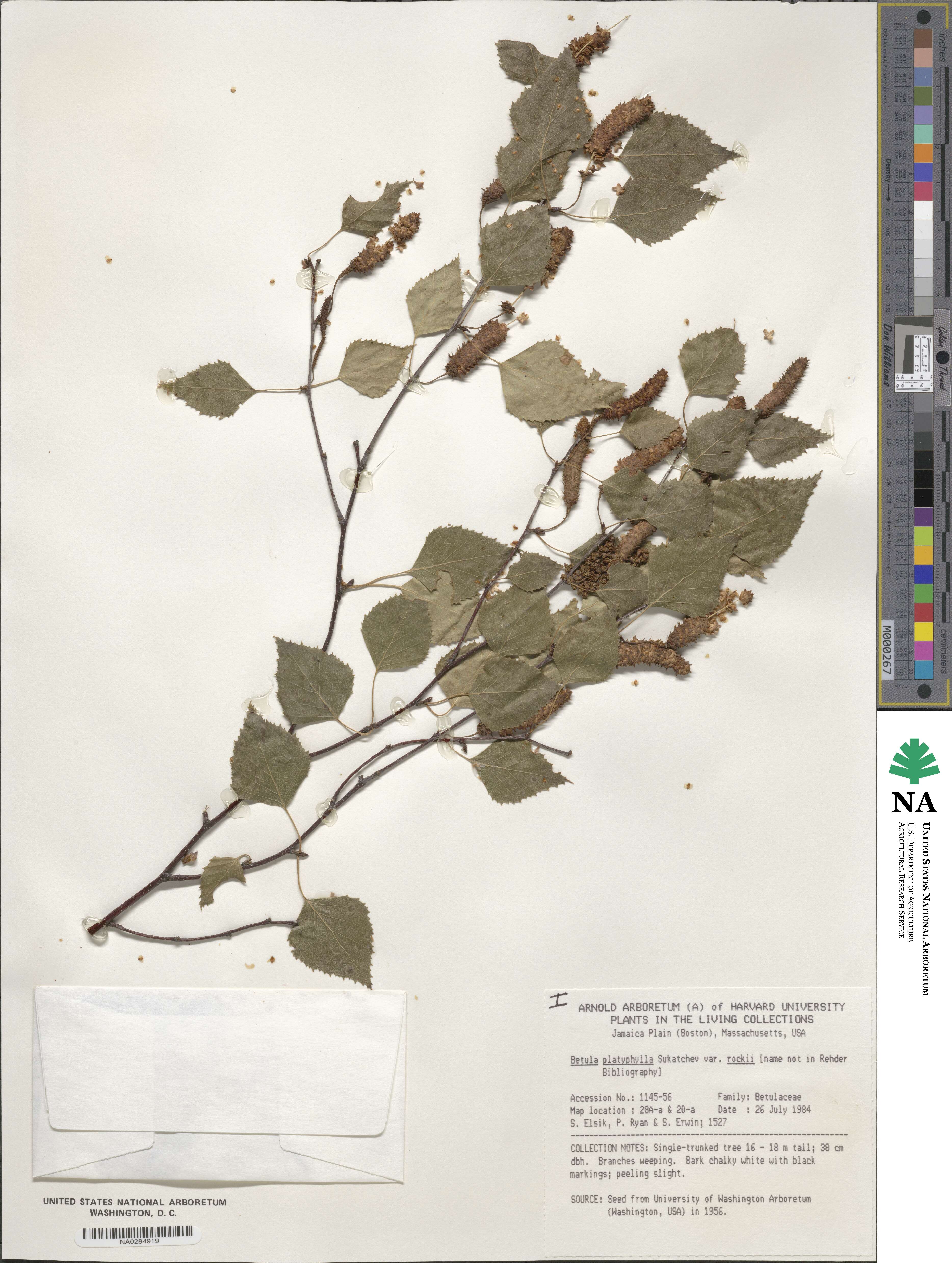 Betula pendula subsp. szechuanica image