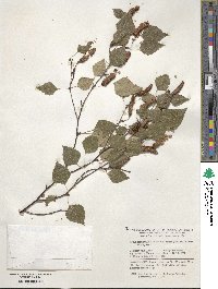 Betula pendula subsp. szechuanica image