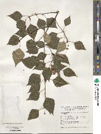 Betula pendula subsp. szechuanica image