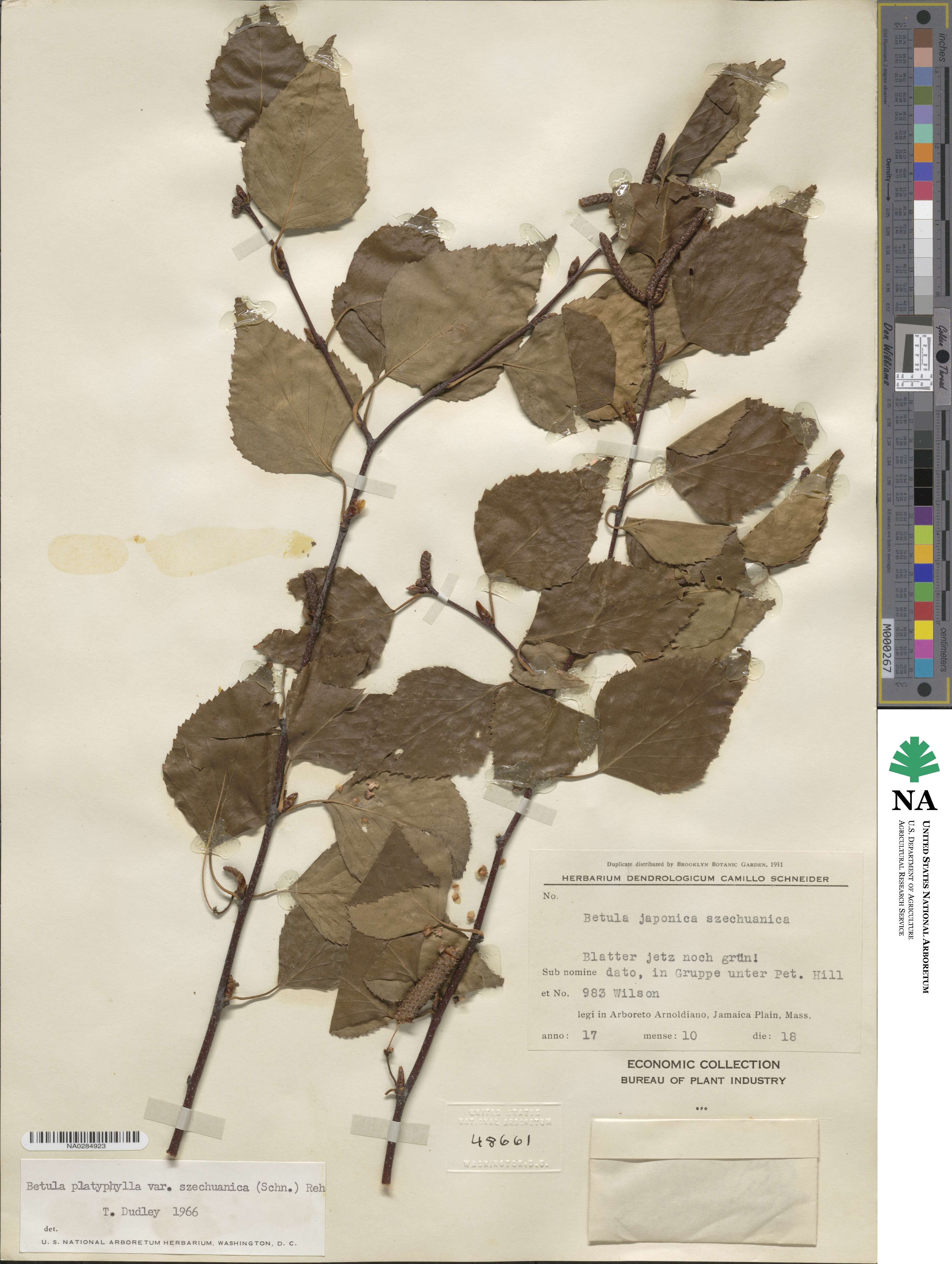 Betula pendula subsp. szechuanica image