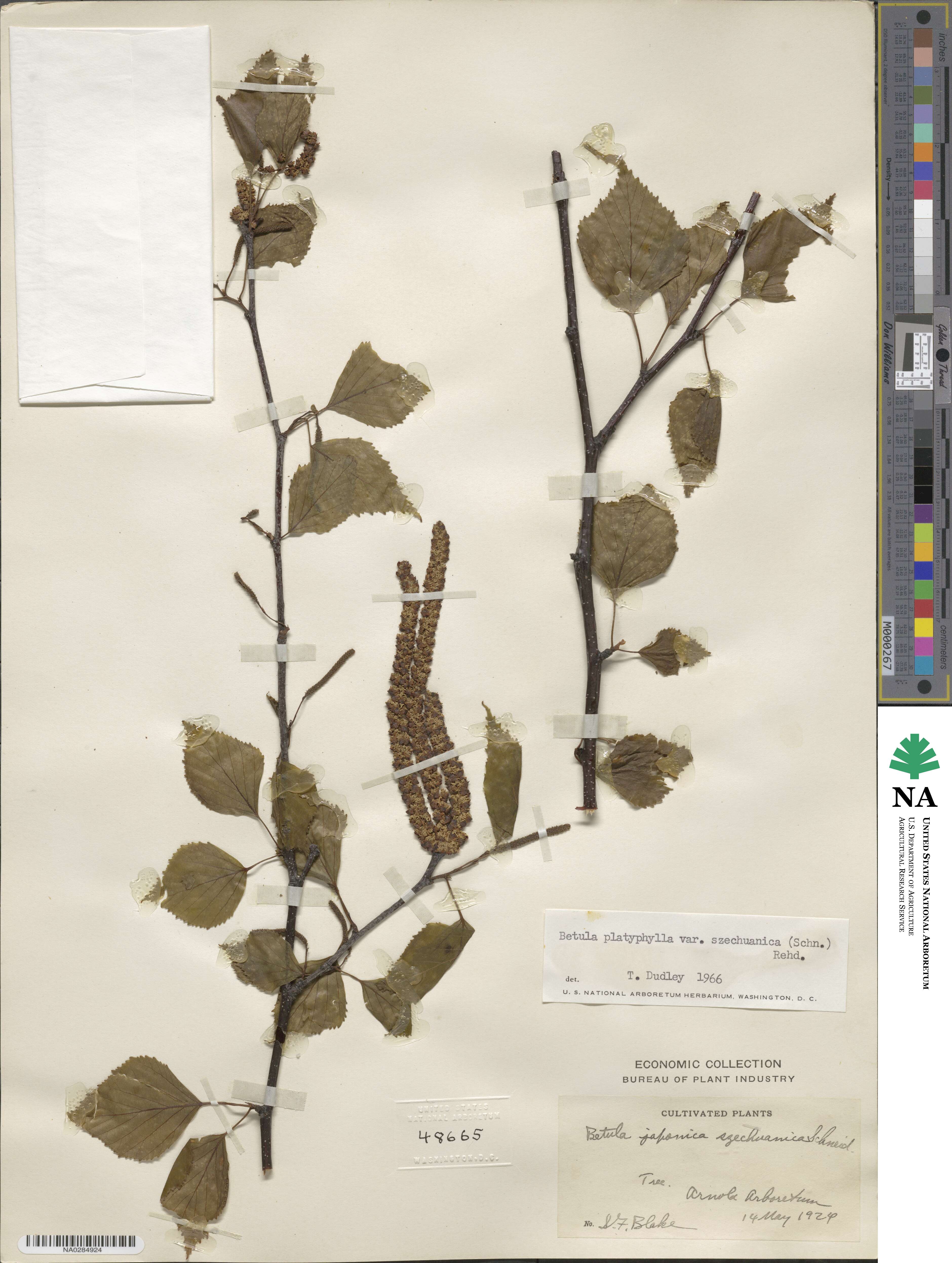 Betula pendula subsp. szechuanica image