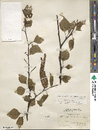 Betula pendula subsp. szechuanica image