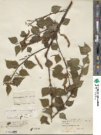 Betula pendula subsp. szechuanica image