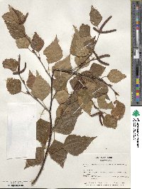 Betula pendula subsp. szechuanica image