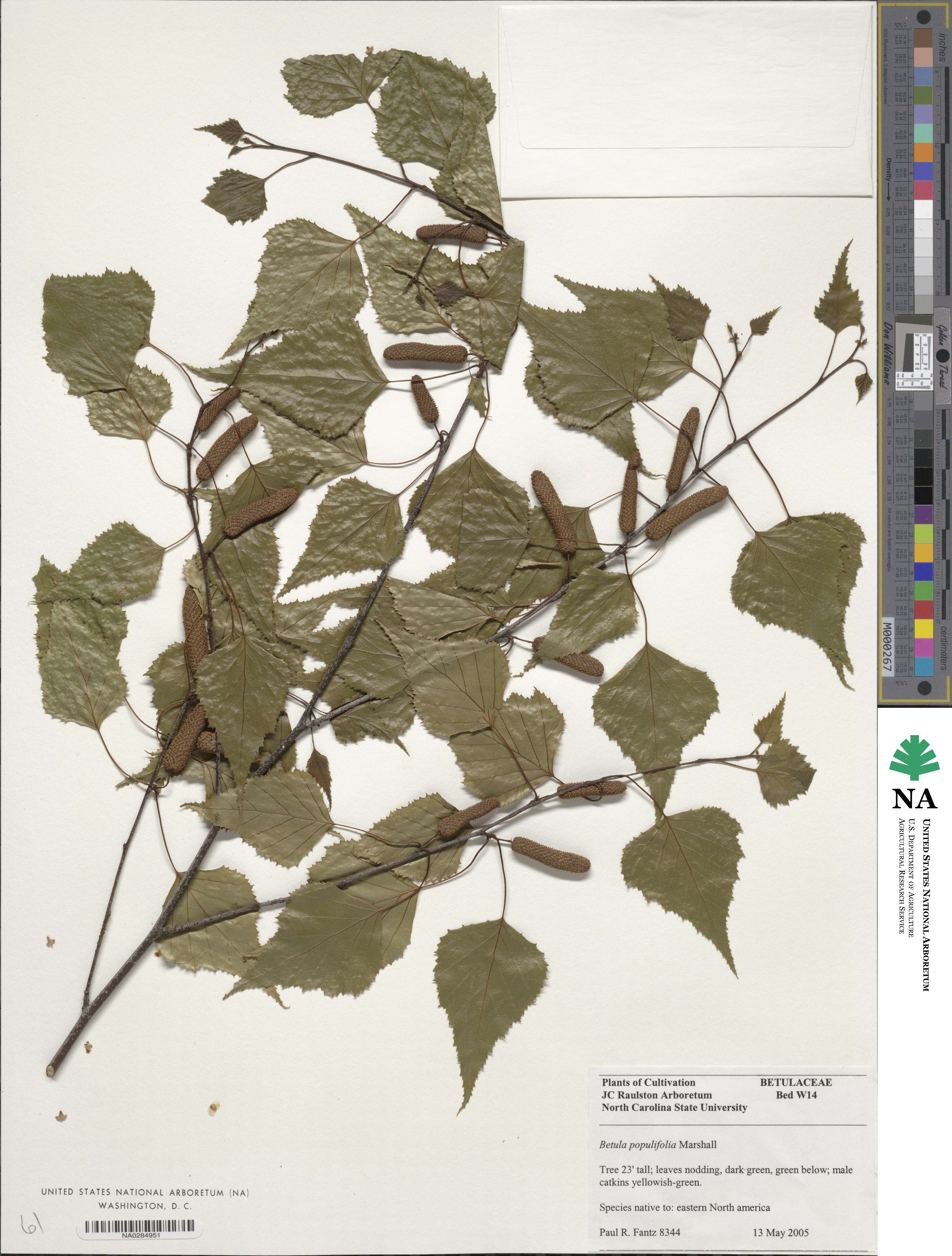 Betula populifolia image
