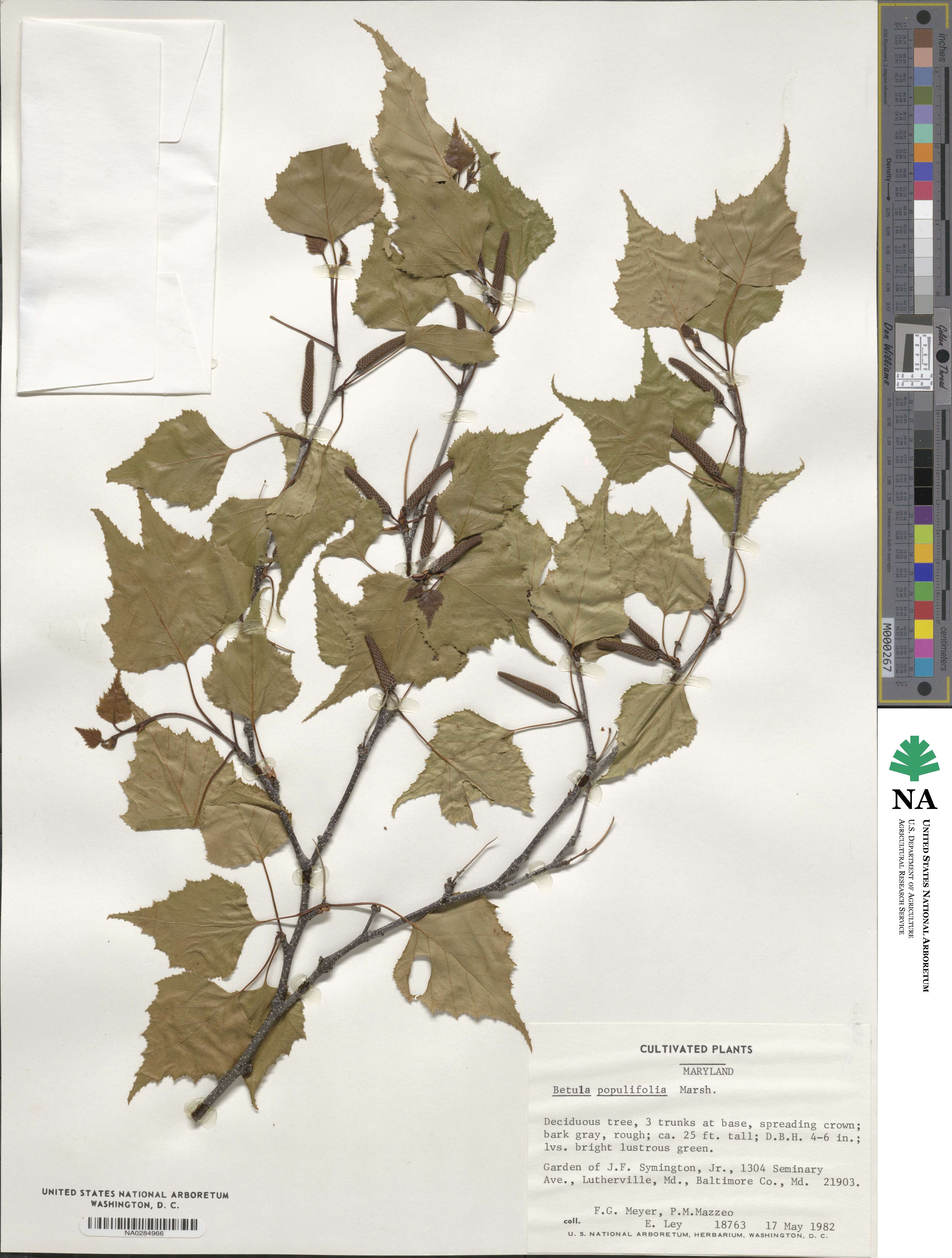 Betula populifolia image