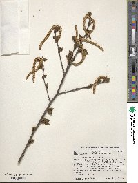 Betula pubescens image