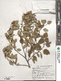 Betula pubescens image
