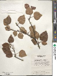 Betula pubescens image